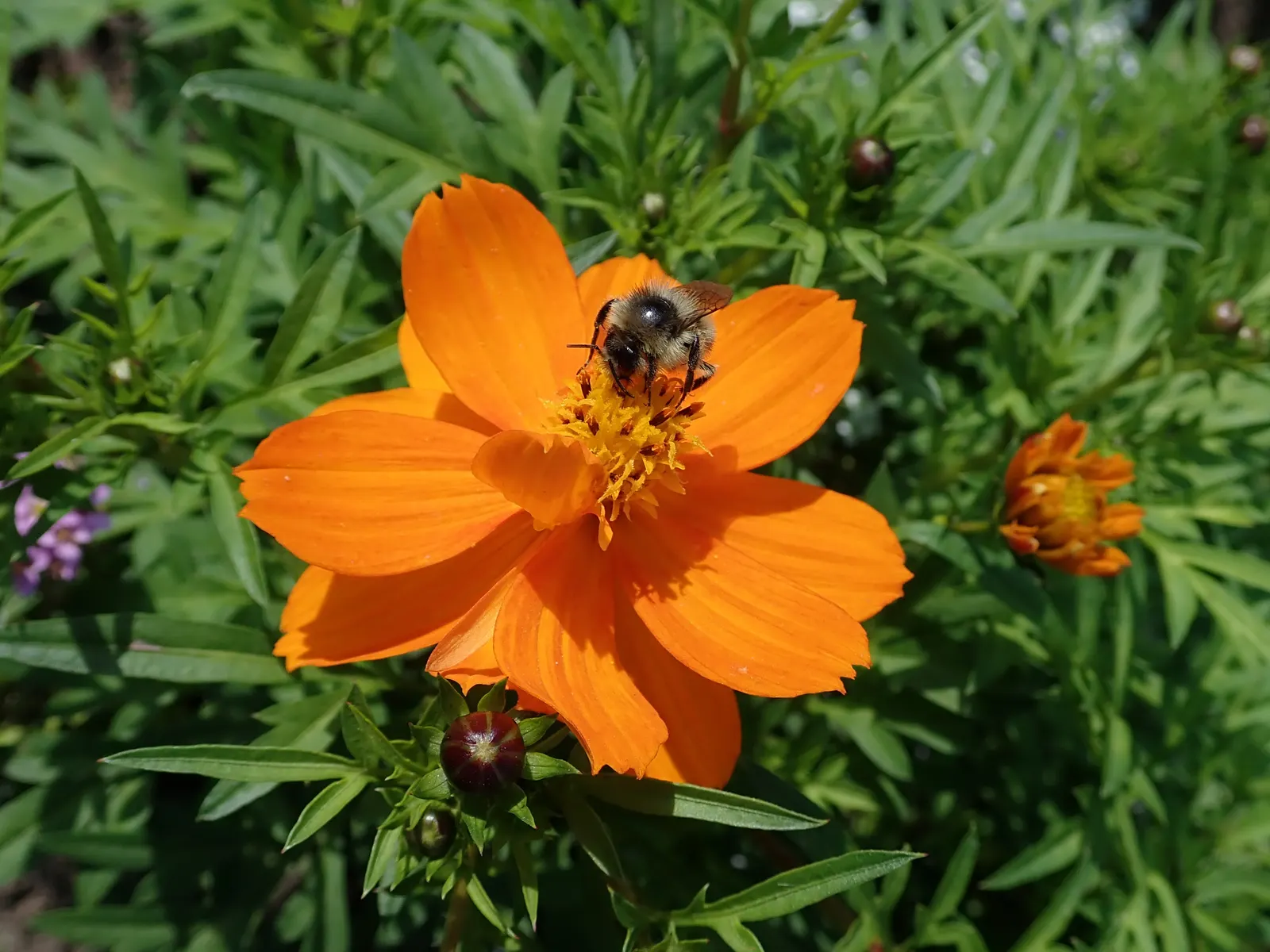 Sulfur Cosmos (Cosmos Sulphureus) — and care requirements to effectively incorporate this charming plant into your garden tapestry; adding a splash, image 147