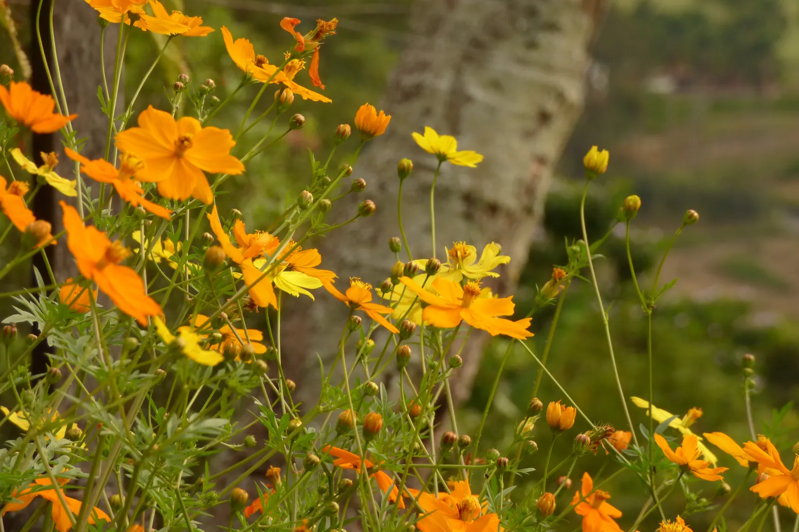 Sulfur Cosmos (Cosmos Sulphureus) — though it prefers well-draining soil; summer to fall, it dazzles with yellow to orange daisy-like flowers, each, image 108