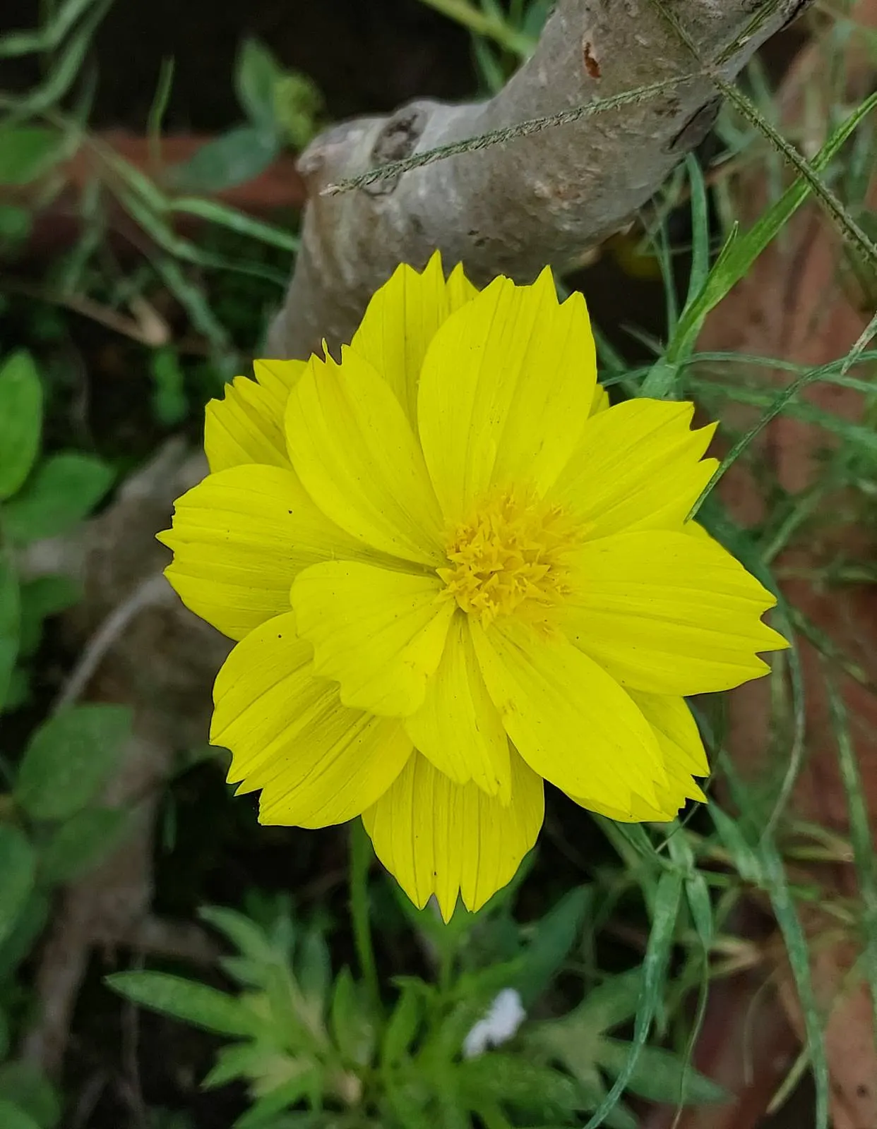 Sulfur Cosmos (Cosmos Sulphureus) — and up to 1 to 2 feet in spread; orange and red and yellow flowers in the garden, image 133