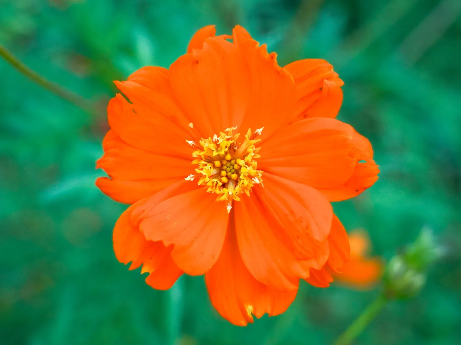 Sulfur Cosmos (Cosmos Sulphureus) — The ferny-like foliage adds a delicate texture, with narrow, divided leaves that are bright green in color; and, image 165