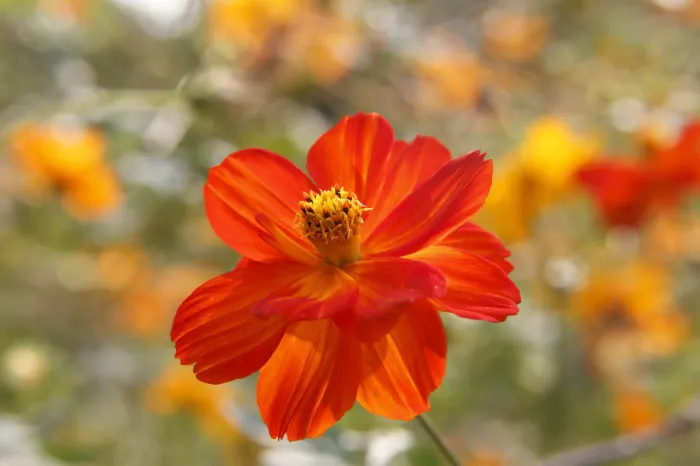 Sulfur Cosmos (Cosmos Sulphureus) — the Sulfur Cosmos not only enhances the beauty of your landscape but also supports local biodiversity; the, image 114