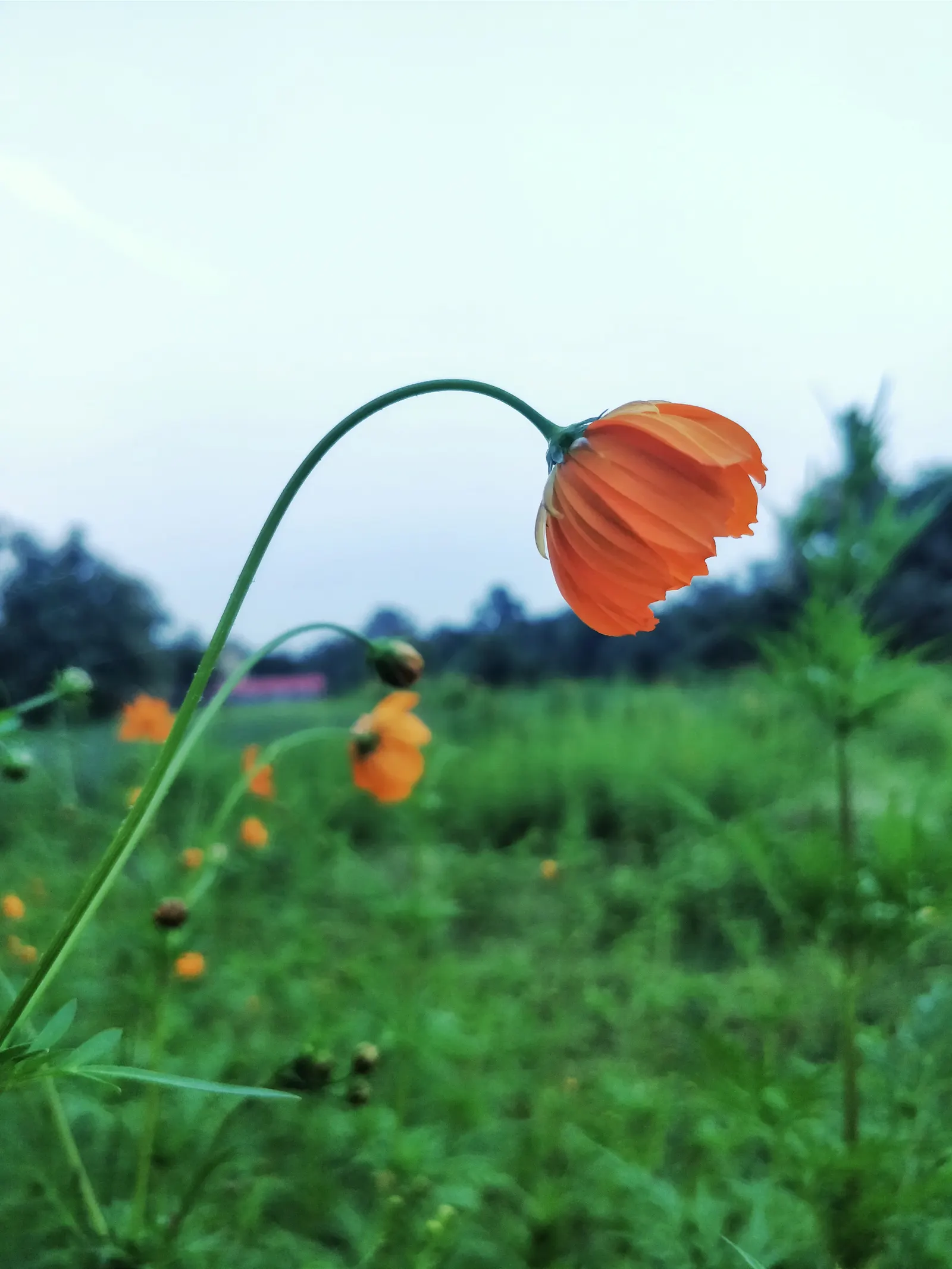Sulfur Cosmos (Cosmos Sulphureus) — annual for full or half; and care requirements to effectively incorporate this charming plant into your garden, image 120