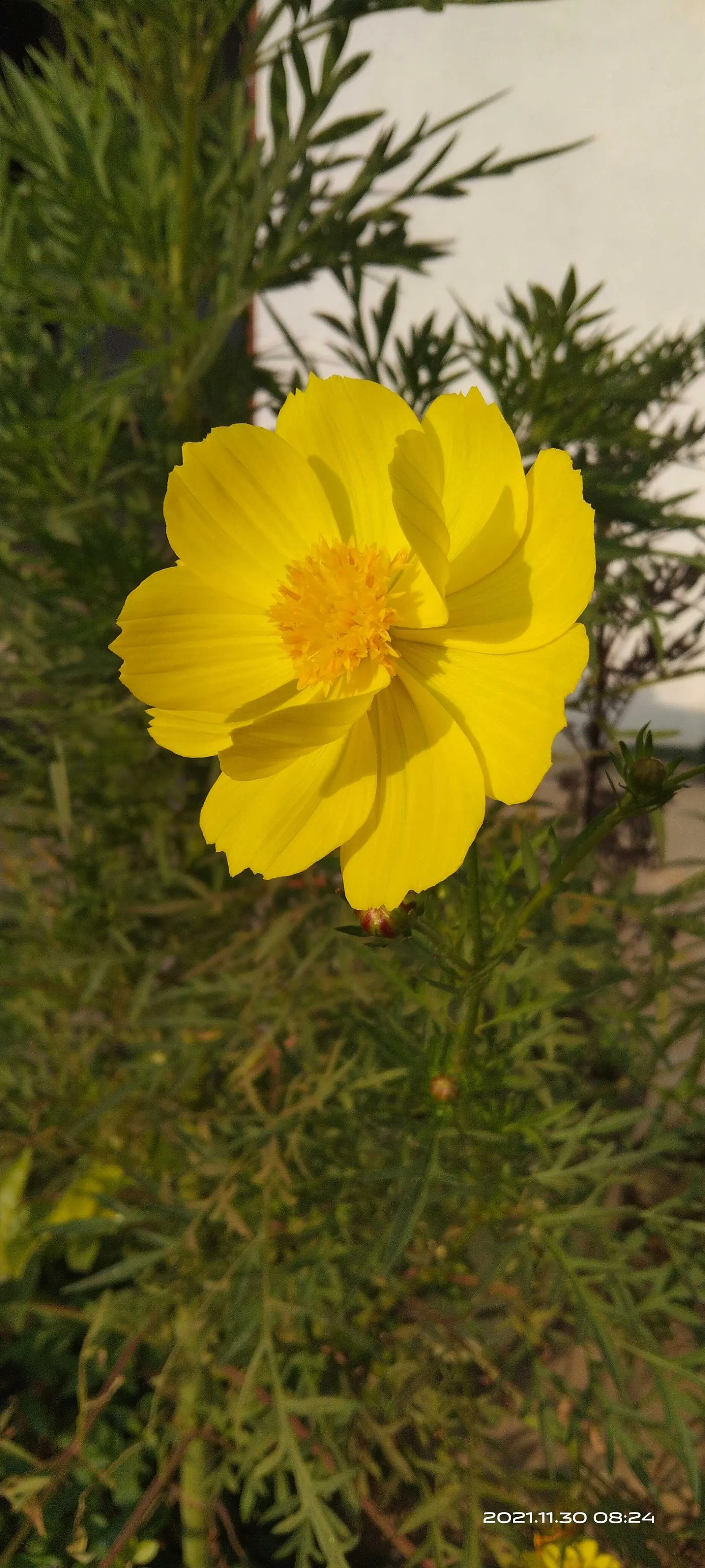 Sulfur Cosmos (Cosmos Sulphureus) — and up to 1 to 2 feet in spread; orange and red and yellow flowers in the garden, image 103