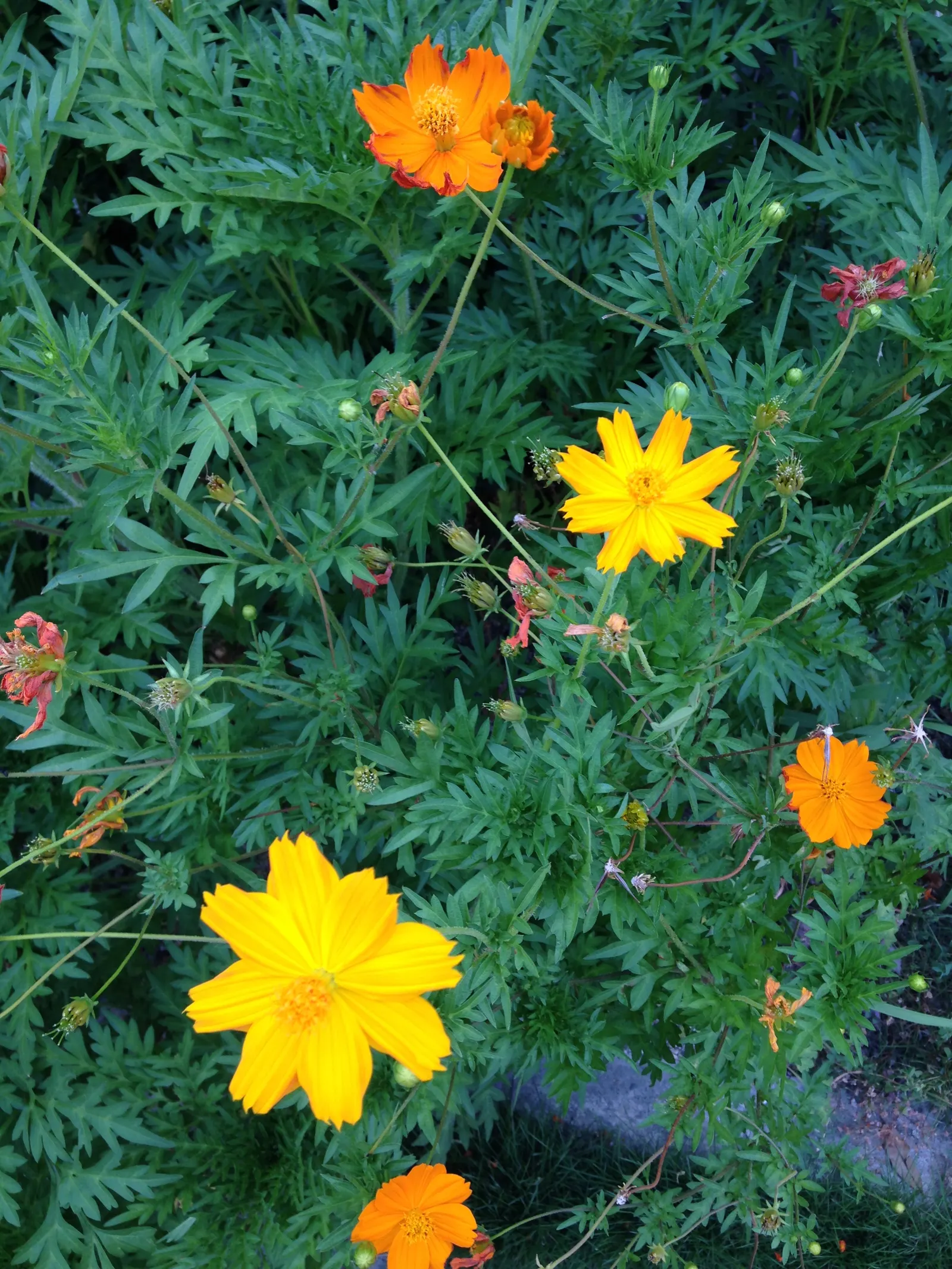 Sulfur Cosmos (Cosmos Sulphureus) — It is prized for its eye-catching; commonly referred to as Sulfur Cosmos, image 130