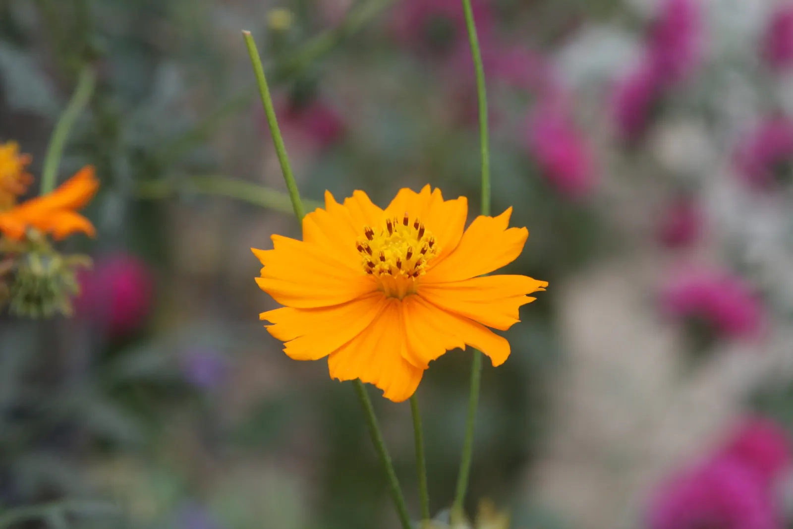 Sulfur Cosmos (Cosmos Sulphureus) — creating a bushy and abundant display; this low-maintenance plant attracts butterflies, image 164