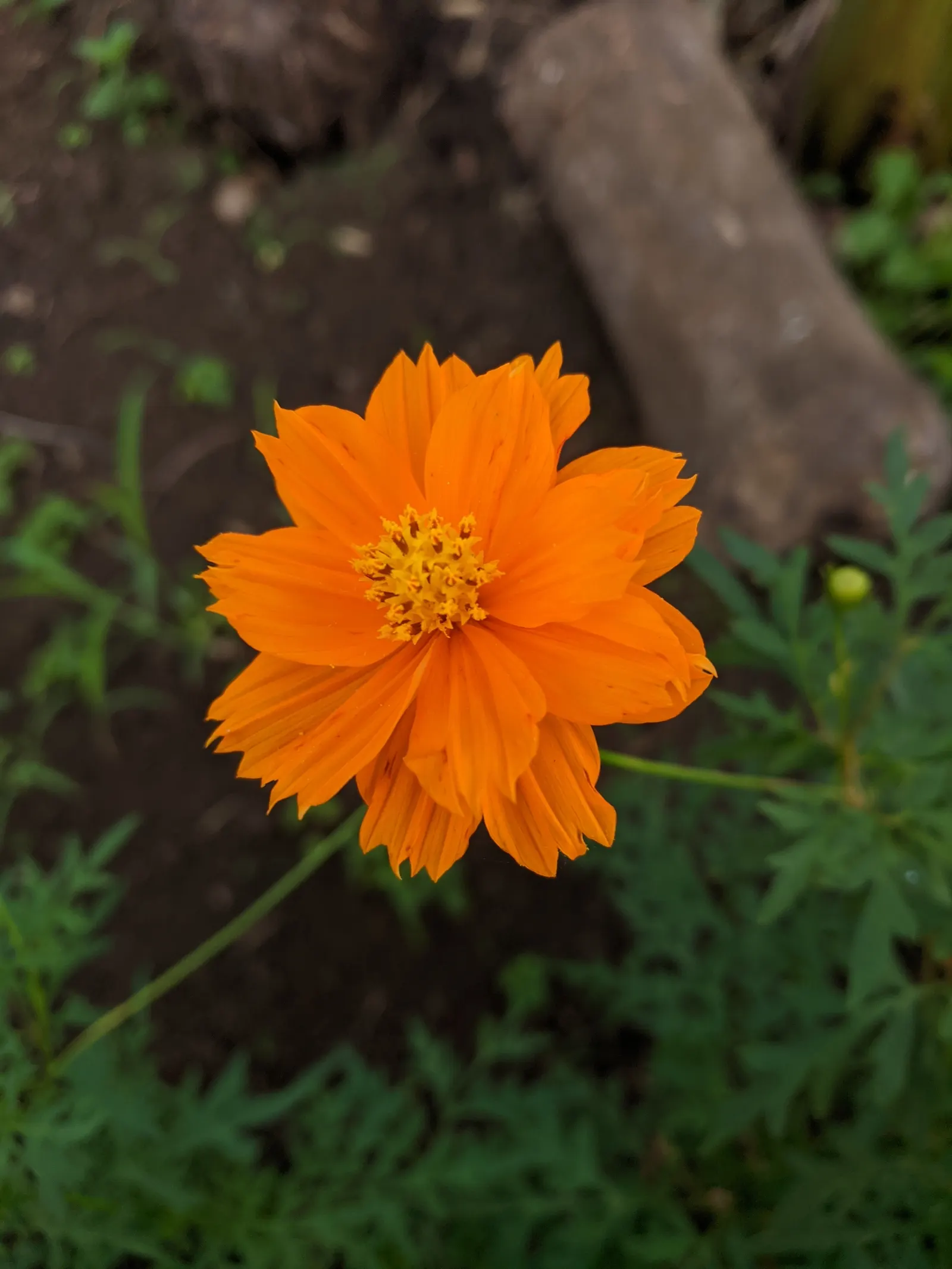 Sulfur Cosmos (Cosmos Sulphureus) — is a vibrant and showy annual that brings a pop of color to any landscape design; such as bees and butterflies, image 158