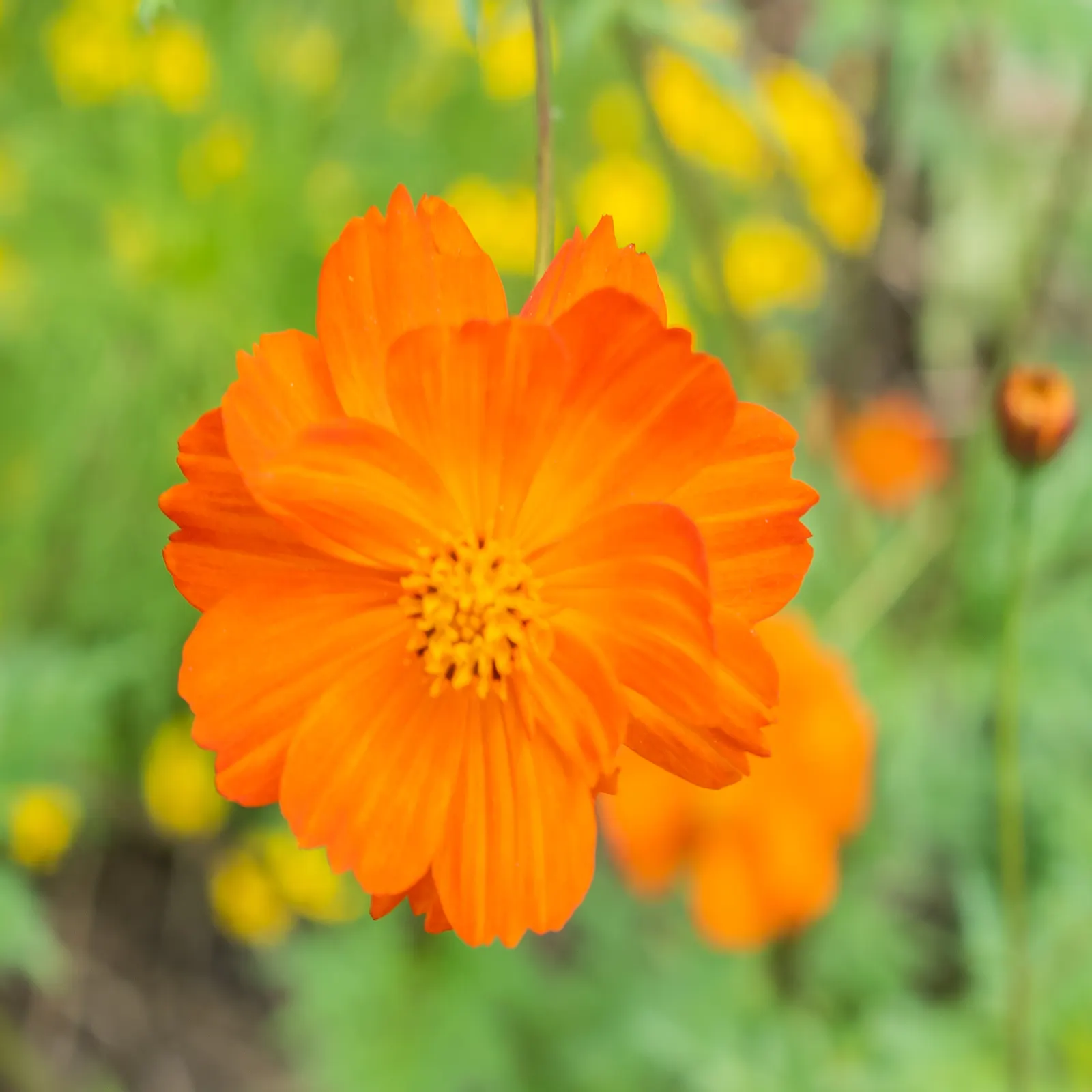 Sulfur Cosmos (Cosmos Sulphureus) — It thrives in full sun, requiring at least 6 to 8 hours of direct sunlight per day to ensure prolific blooming, image 111
