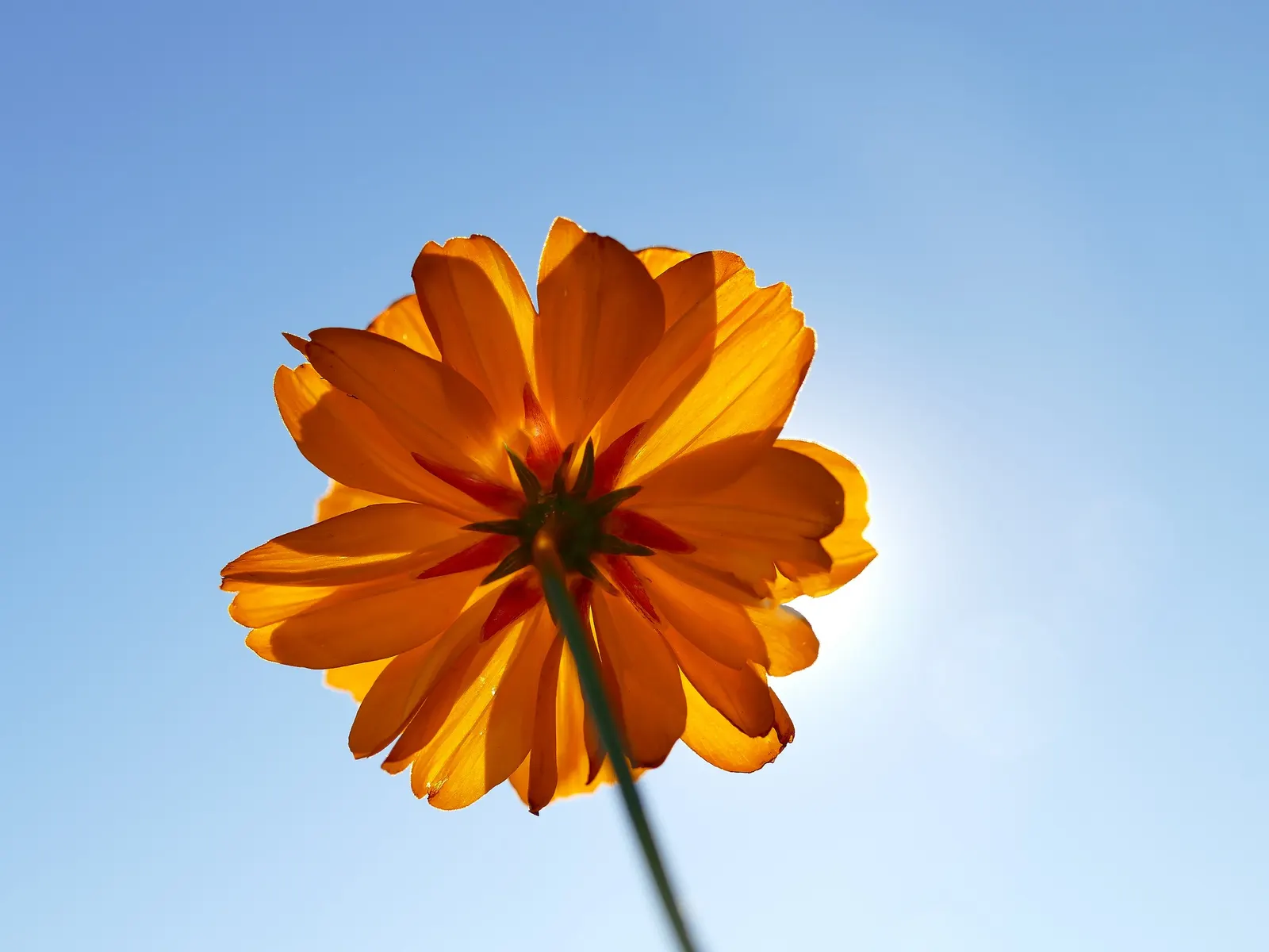 Sulfur Cosmos (Cosmos Sulphureus) — The ferny-like foliage adds a delicate texture, with narrow, divided leaves that are bright green in color; and, image 105