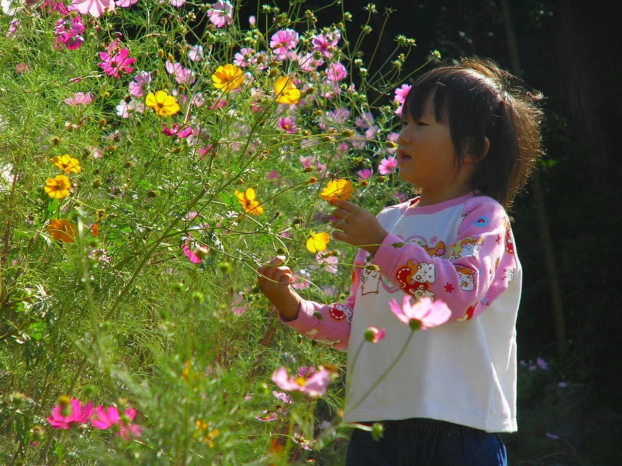 Sulfur Cosmos (Cosmos Sulphureus) — commonly referred to as Sulfur Cosmos; these characteristics make it an excellent choice for adding contrast, image 157