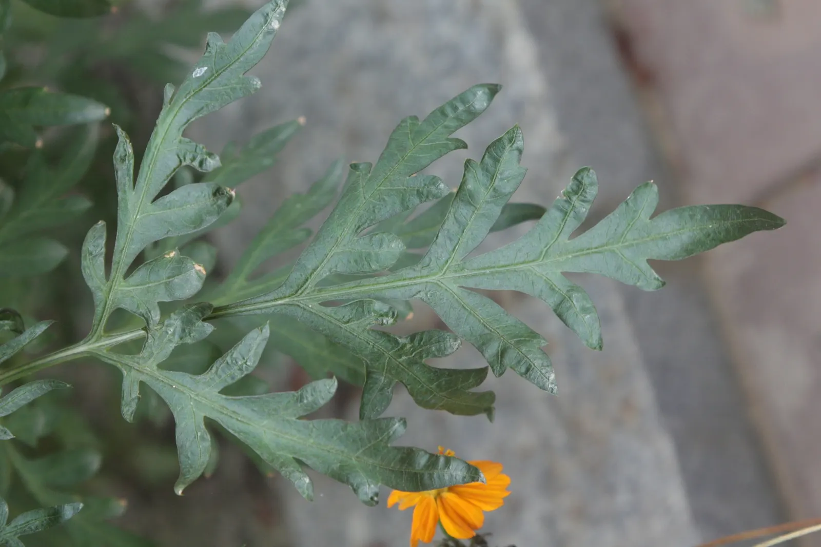 Sulfur Cosmos (Cosmos Sulphureus) — This species is part of the Asteraceae family and originates from Mexico; annual for full or half, image 159