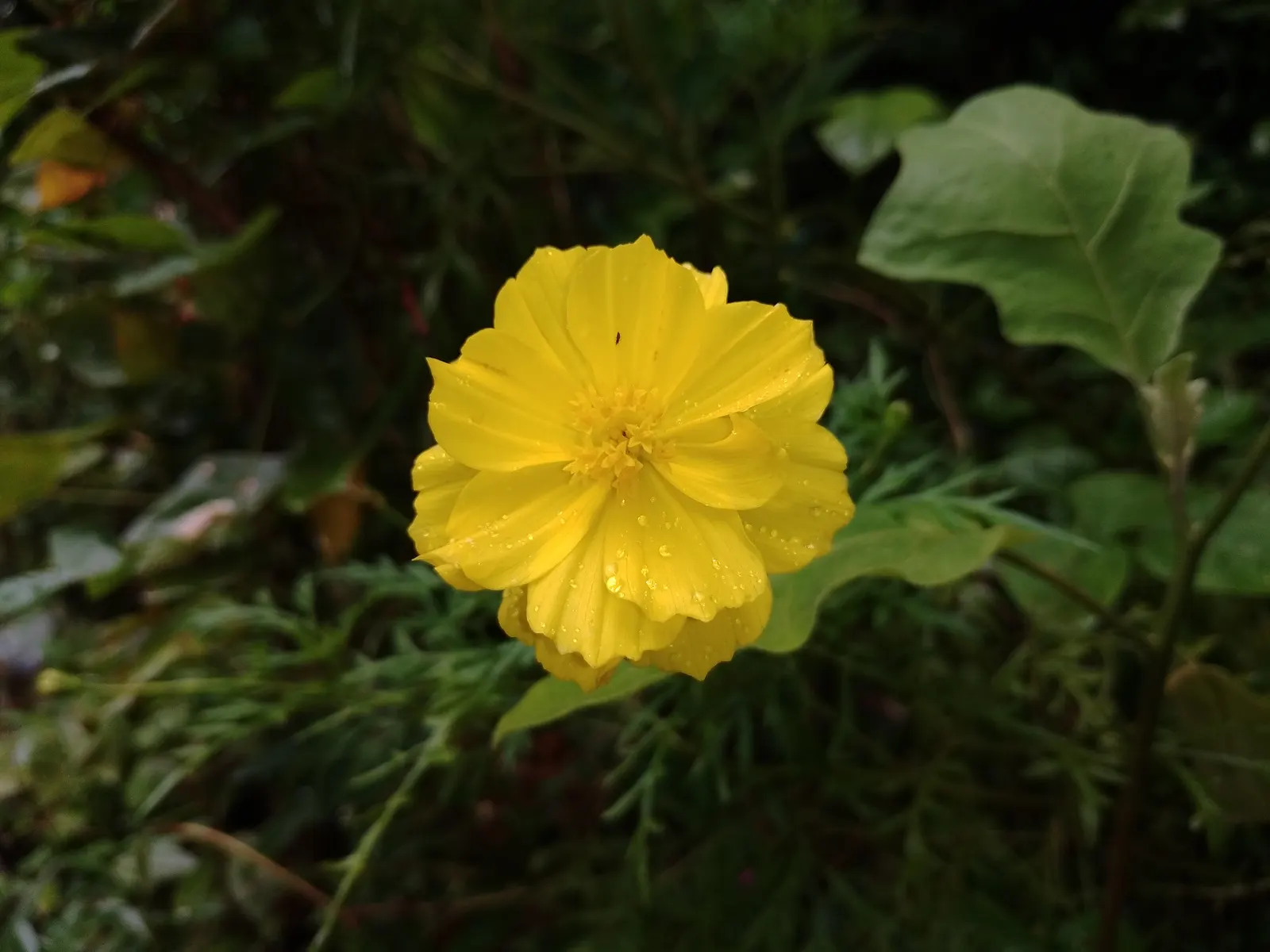 Sulfur Cosmos (Cosmos Sulphureus) — daisy-like flowers that range in hues from bright yellow to warm orange; creating a bushy and abundant display, image 101