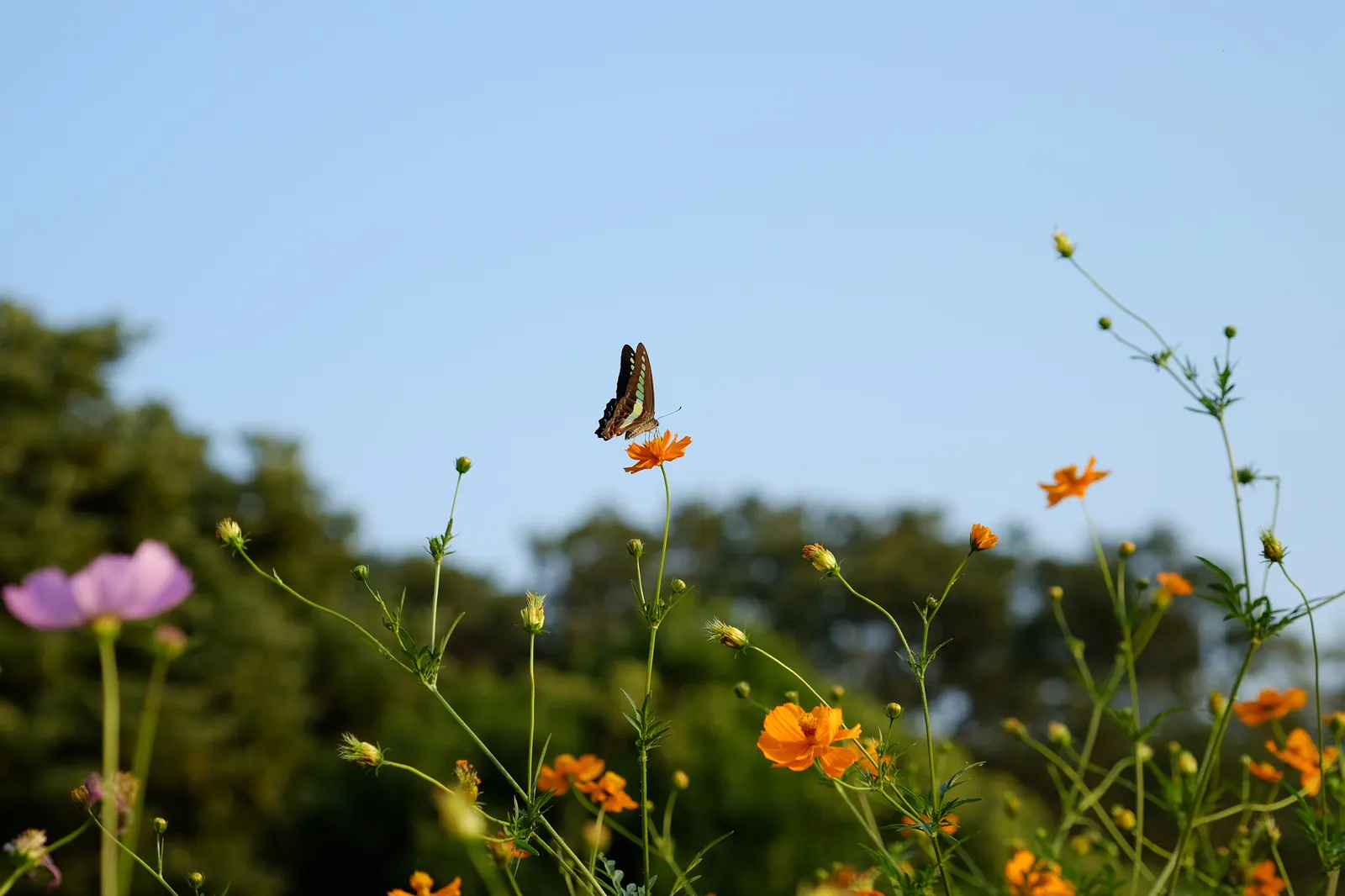 Sulfur Cosmos (Cosmos Sulphureus) — annual with orange and red and yellow blooms; making it a low-maintenance option for the garden, image 89