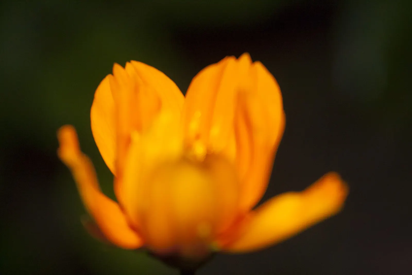 Sulfur Cosmos (Cosmos Sulphureus) — and up to 1 to 2 feet in spread; orange and red and yellow flowers in the garden, image 73