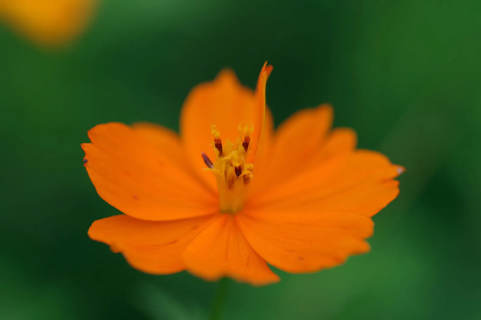 Sulfur Cosmos (Cosmos Sulphureus) — and as a backdrop for shorter plants.<br><br>Adaptable to a variety of soil types; when introducing Sulfur, image 77