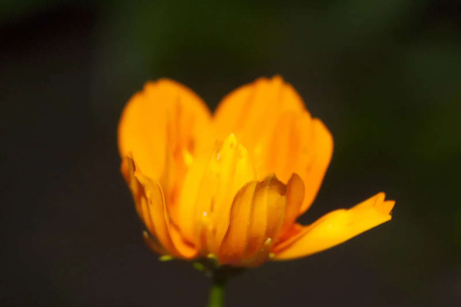 Sulfur Cosmos (Cosmos Sulphureus) — and even deep rusty red.<br><br>Mature Sulfur Cosmos typically reach between 1 to 3 feet in height; it thrives, image 72