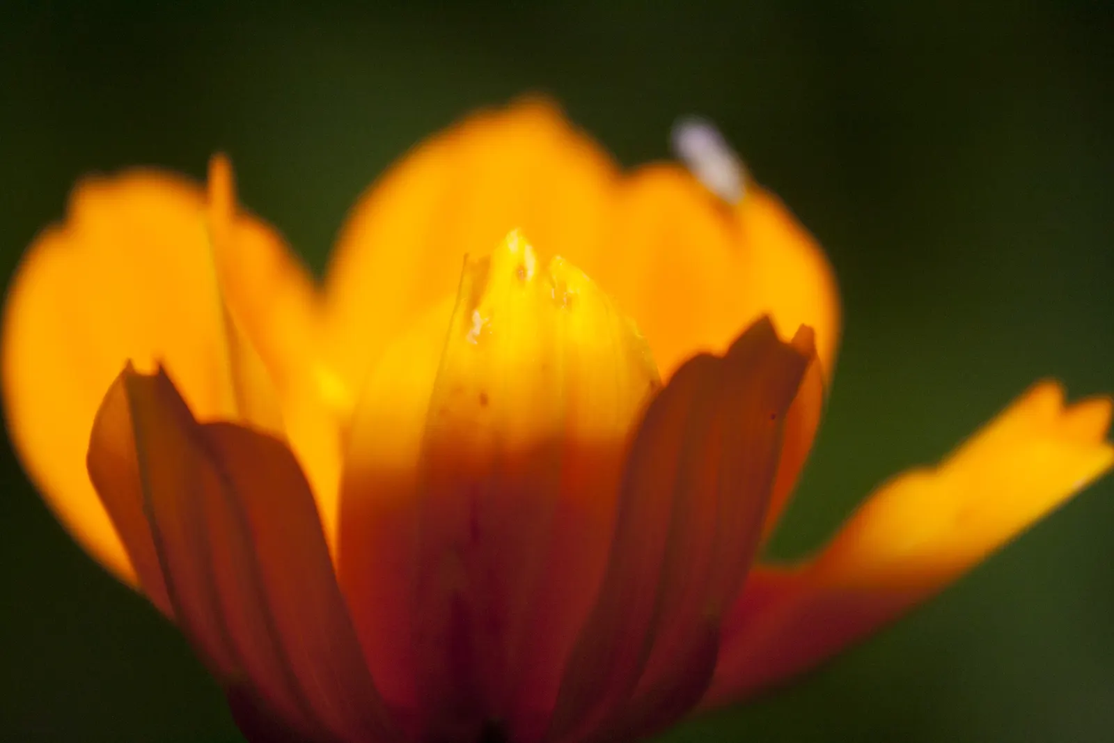 Sulfur Cosmos (Cosmos Sulphureus) — Cosmos sulphureus, or Sulfur Cosmos, is a vibrant, drought-tolerant annual