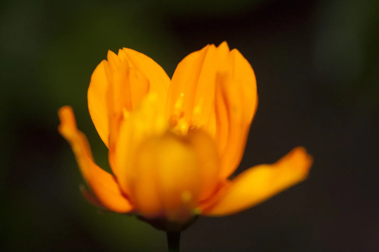 Sulfur Cosmos (Cosmos Sulphureus) — this low-maintenance plant attracts butterflies; it boasts bushy clumps up to 3 feet tall, with fine-textured foliage