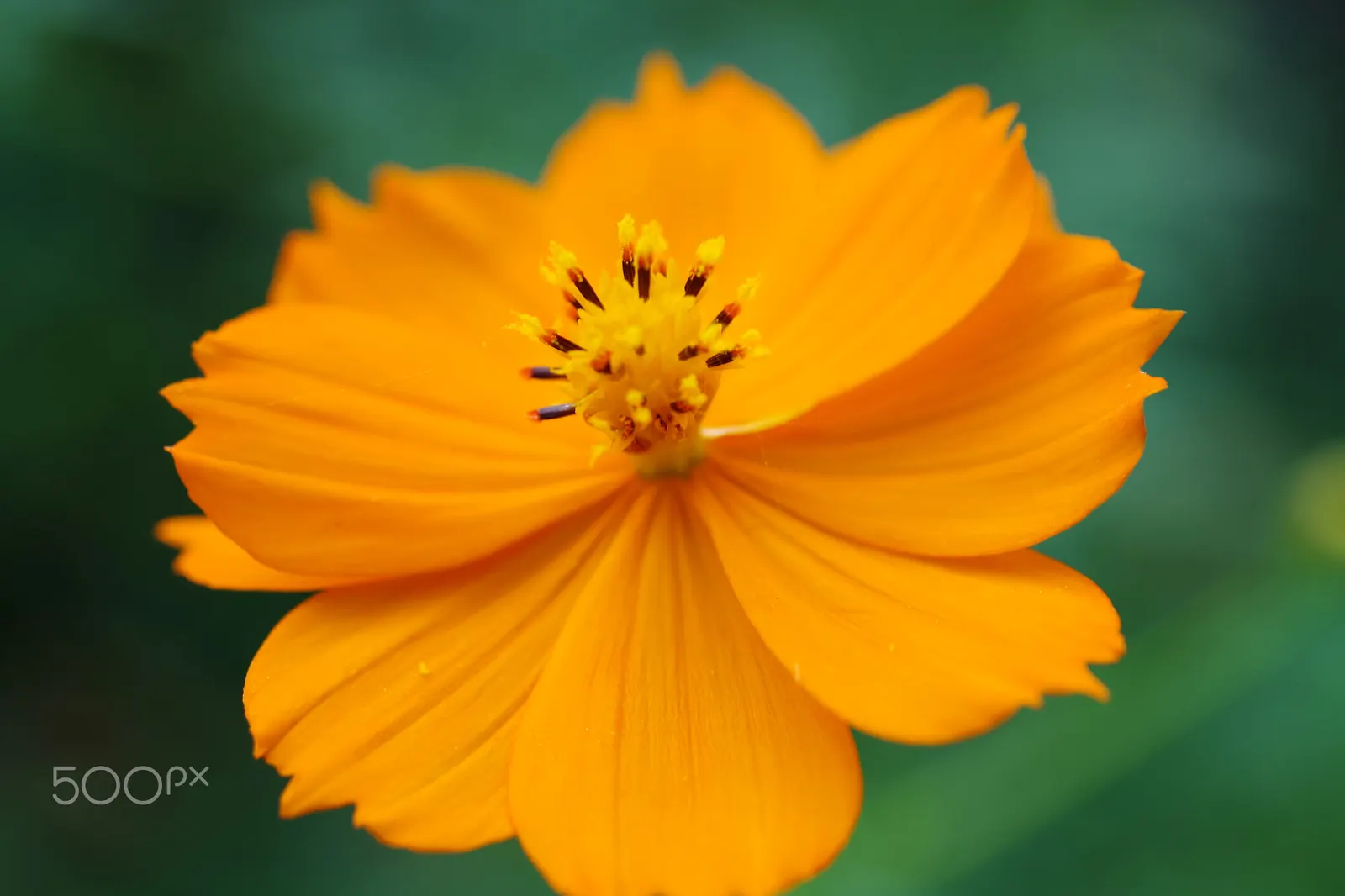 Sulfur Cosmos (Cosmos Sulphureus) — and care requirements to effectively incorporate this charming plant into your garden tapestry