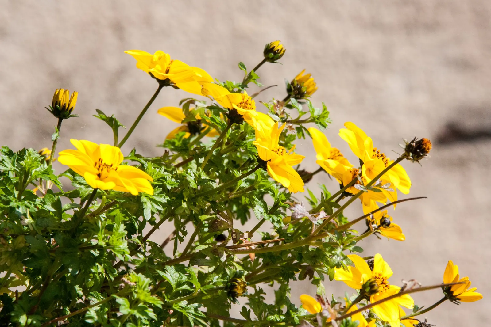Sulfur Cosmos (Cosmos Sulphureus) — annual with orange and red and yellow blooms; making it a low-maintenance option for the garden, image 149