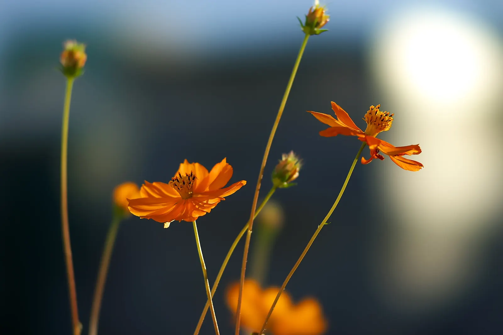 Sulfur Cosmos (Cosmos Sulphureus) — daisy-like flowers that range in hues from bright yellow to warm orange; creating a bushy and abundant display, image 71