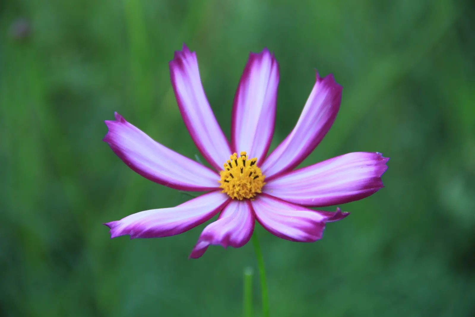 Sulfur Cosmos (Cosmos Sulphureus) — and care requirements to effectively incorporate this charming plant into your garden tapestry; adding a splash, image 87