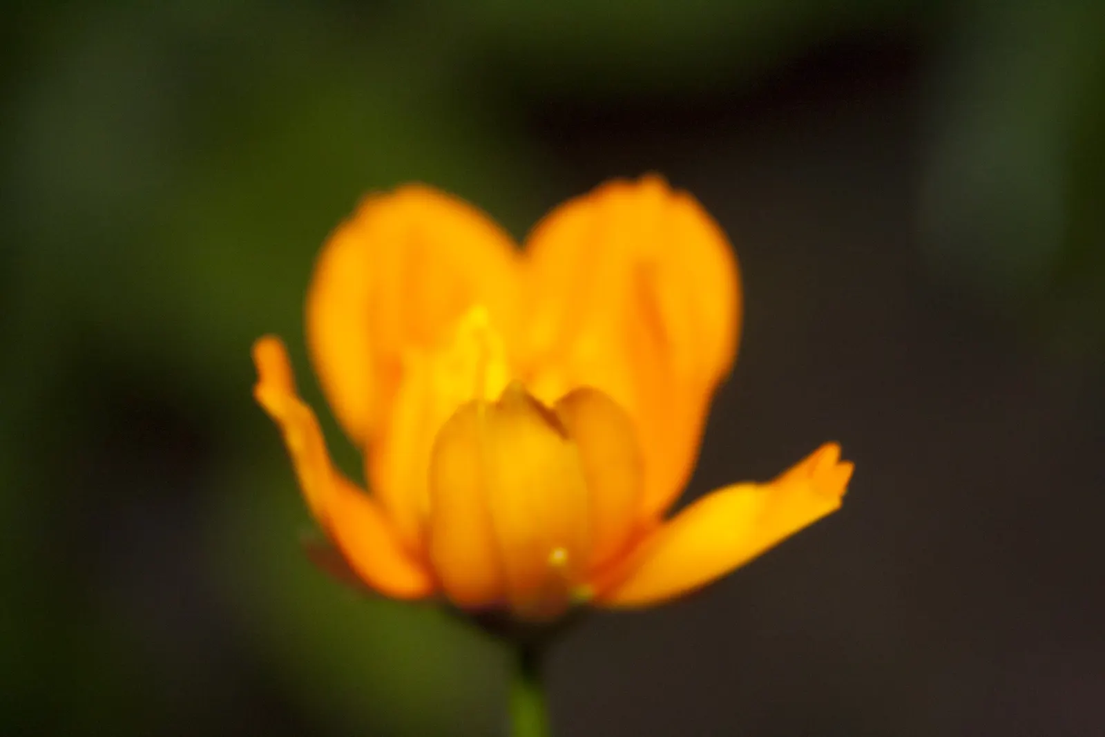 Sulfur Cosmos (Cosmos Sulphureus) — The ferny-like foliage adds a delicate texture, with narrow, divided leaves that are bright green in color; and, image 75