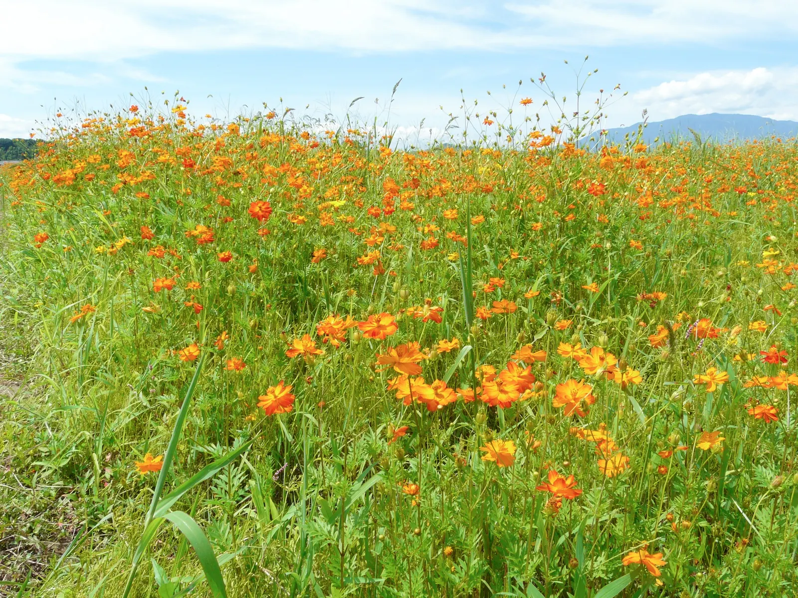 Sulfur Cosmos (Cosmos Sulphureus) — such as bees and butterflies