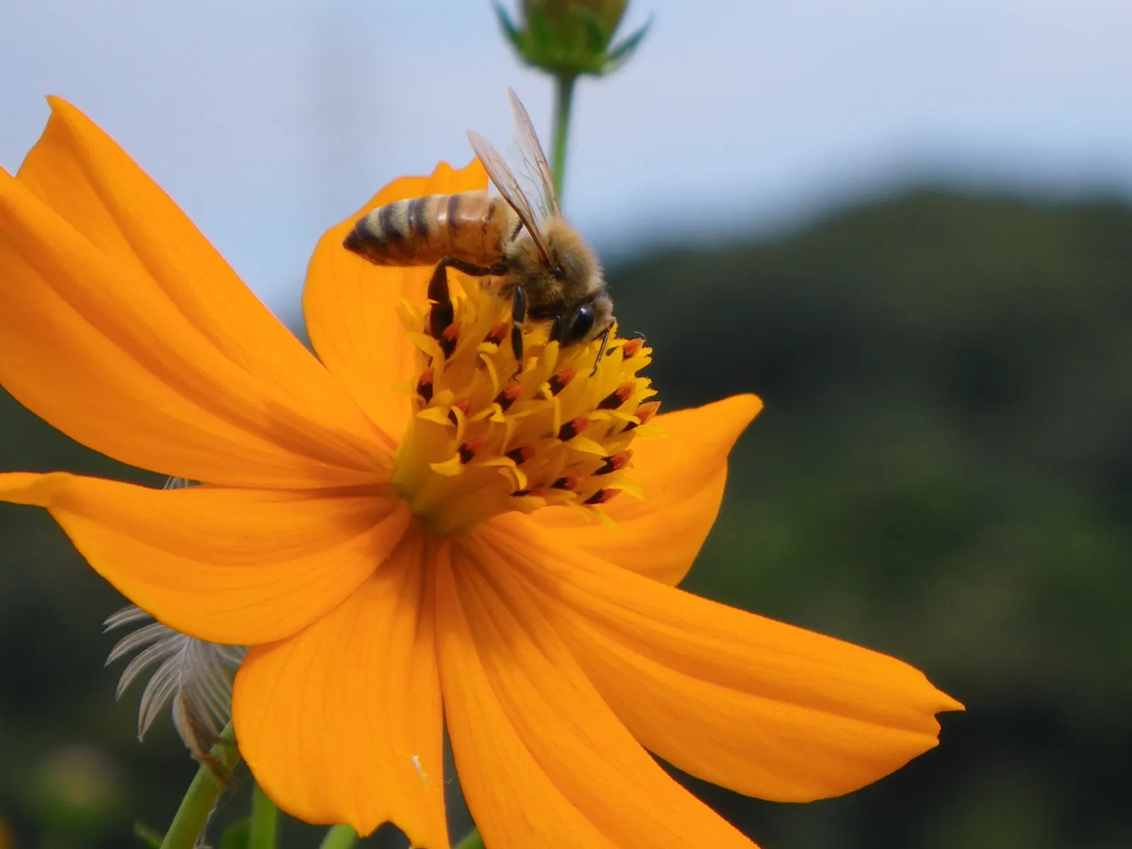 Sulfur Cosmos (Cosmos Sulphureus) — such as bees and butterflies; is a vibrant and showy annual that brings a pop of color to any landscape design, image 83