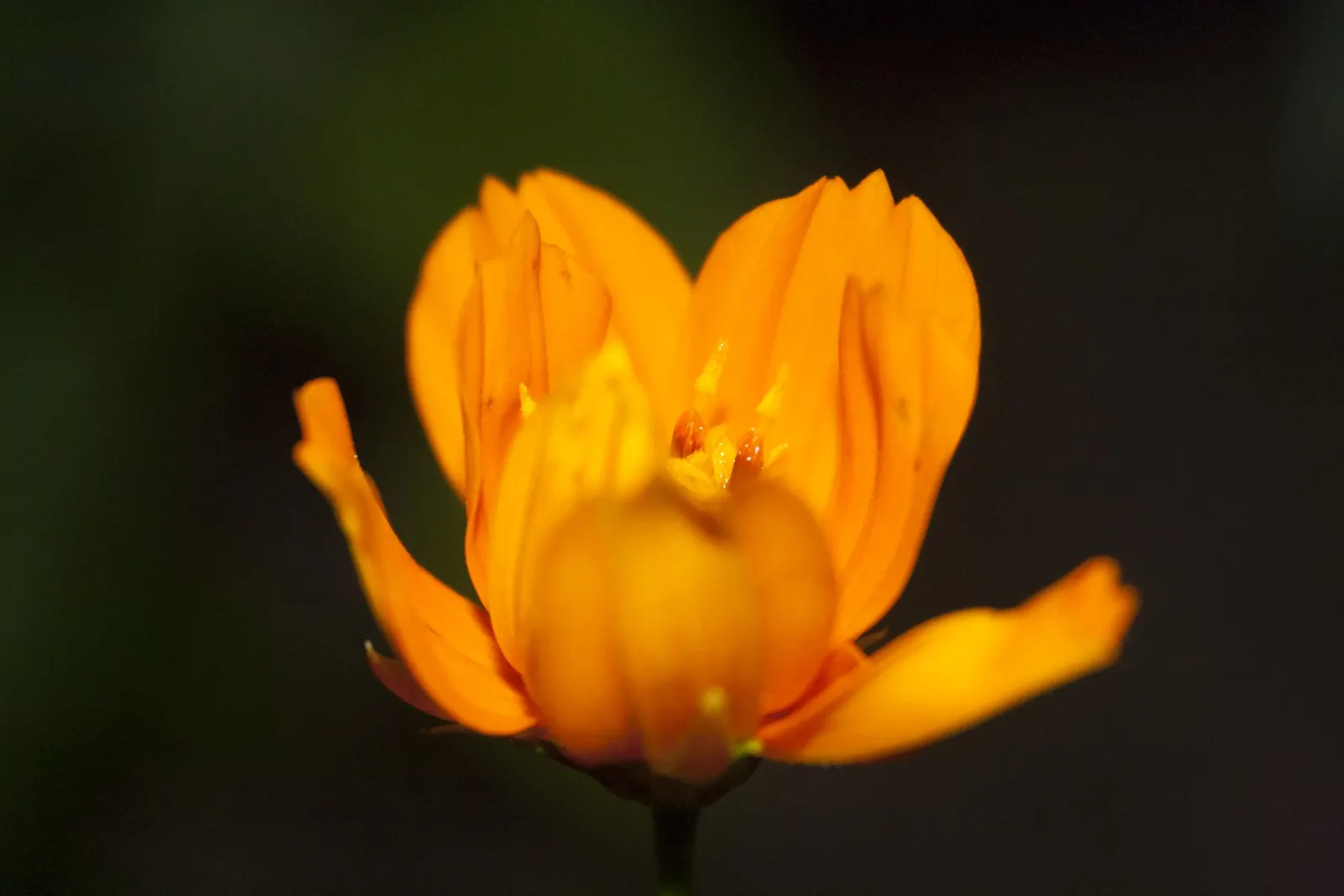 Sulfur Cosmos (Cosmos Sulphureus) — and up to 1 to 2 feet in spread; orange and red and yellow flowers in the garden