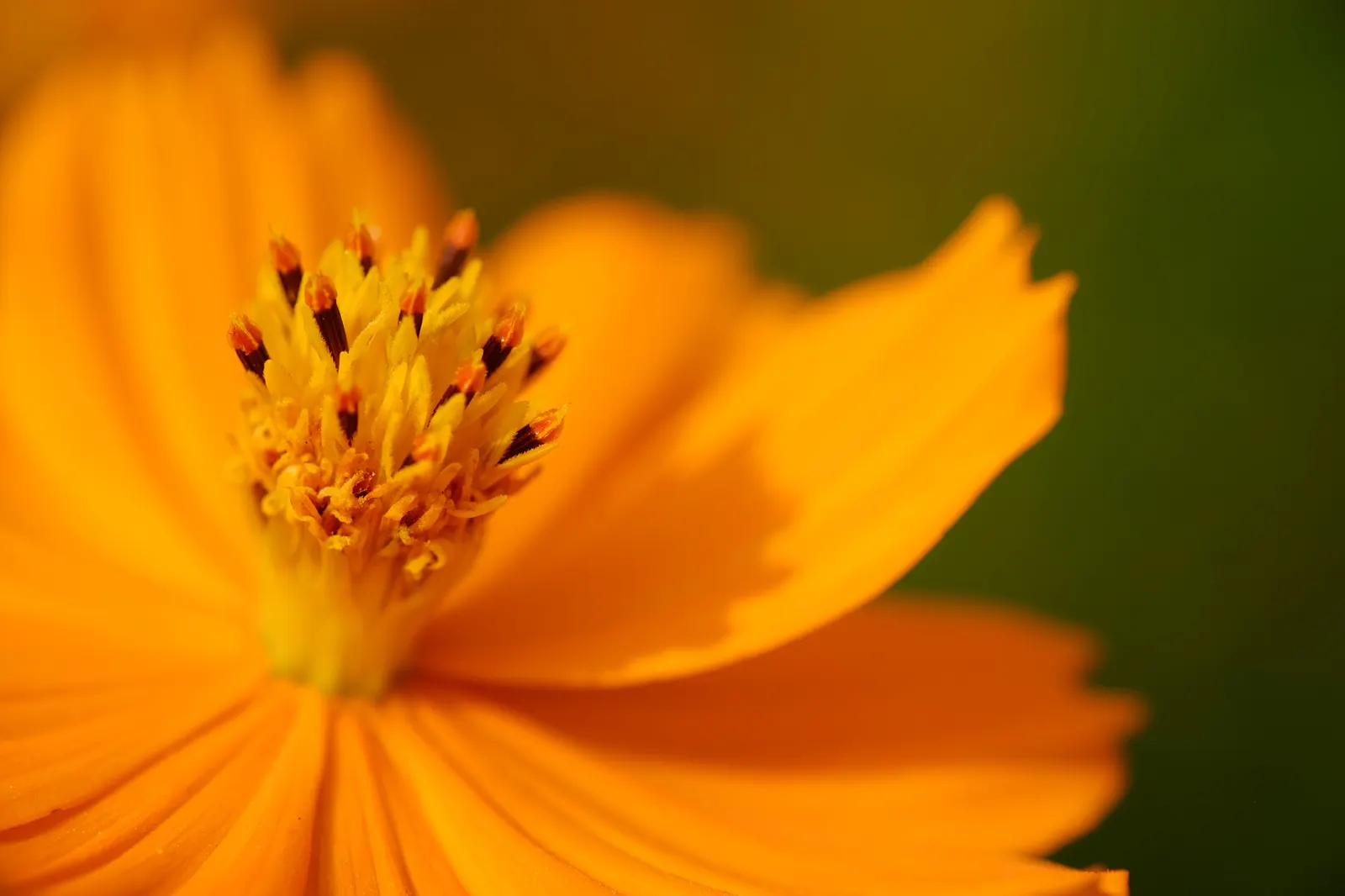 Sulfur Cosmos (Cosmos Sulphureus) — making it a low-maintenance option for the garden