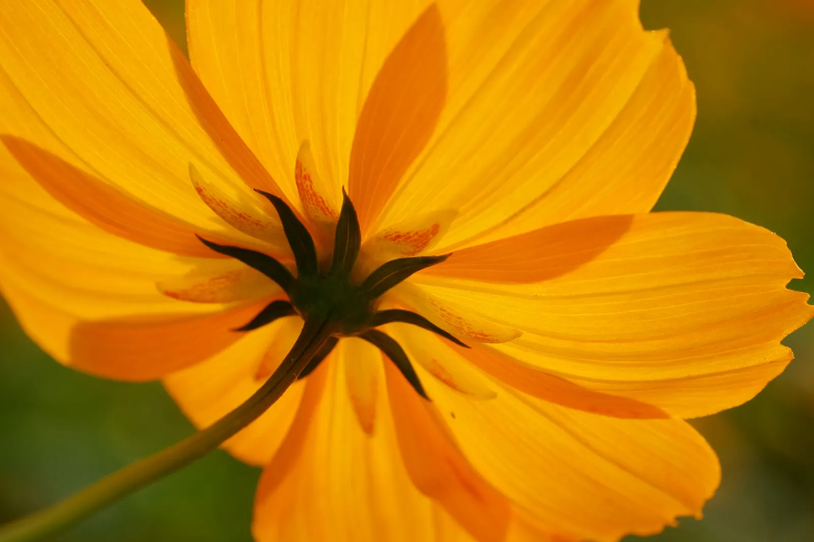 Sulfur Cosmos (Cosmos Sulphureus) — It is prized for its eye-catching; commonly referred to as Sulfur Cosmos