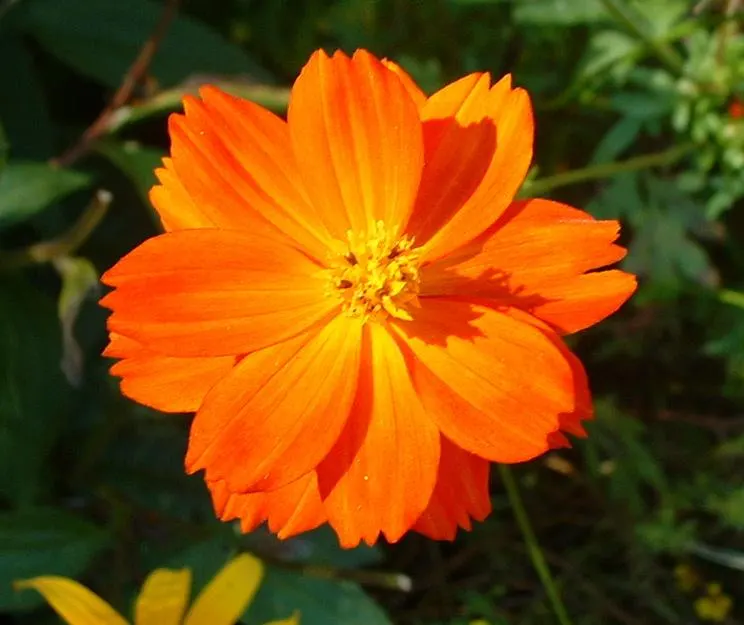 Sulfur Cosmos (Cosmos Sulphureus) — Keep in mind, this plant self-seeds readily, ensuring a continual display year after year; the blooming season, image 85
