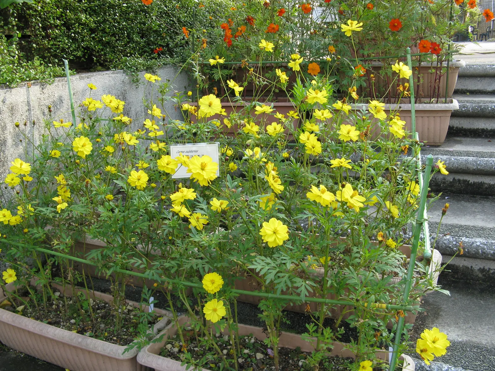 Sulfur Cosmos (Cosmos Sulphureus) — annual for full or half