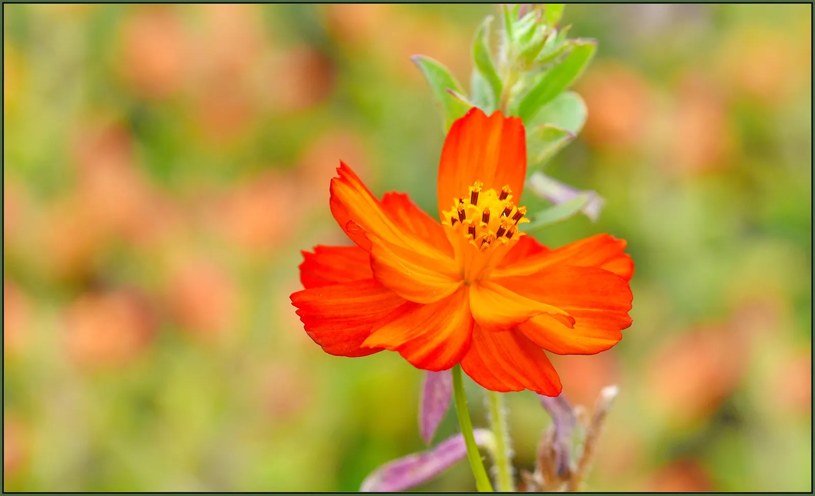 Sulfur Cosmos (Cosmos Sulphureus) — this hardy plant is drought-tolerant once established; it is prized for its eye-catching, image 79