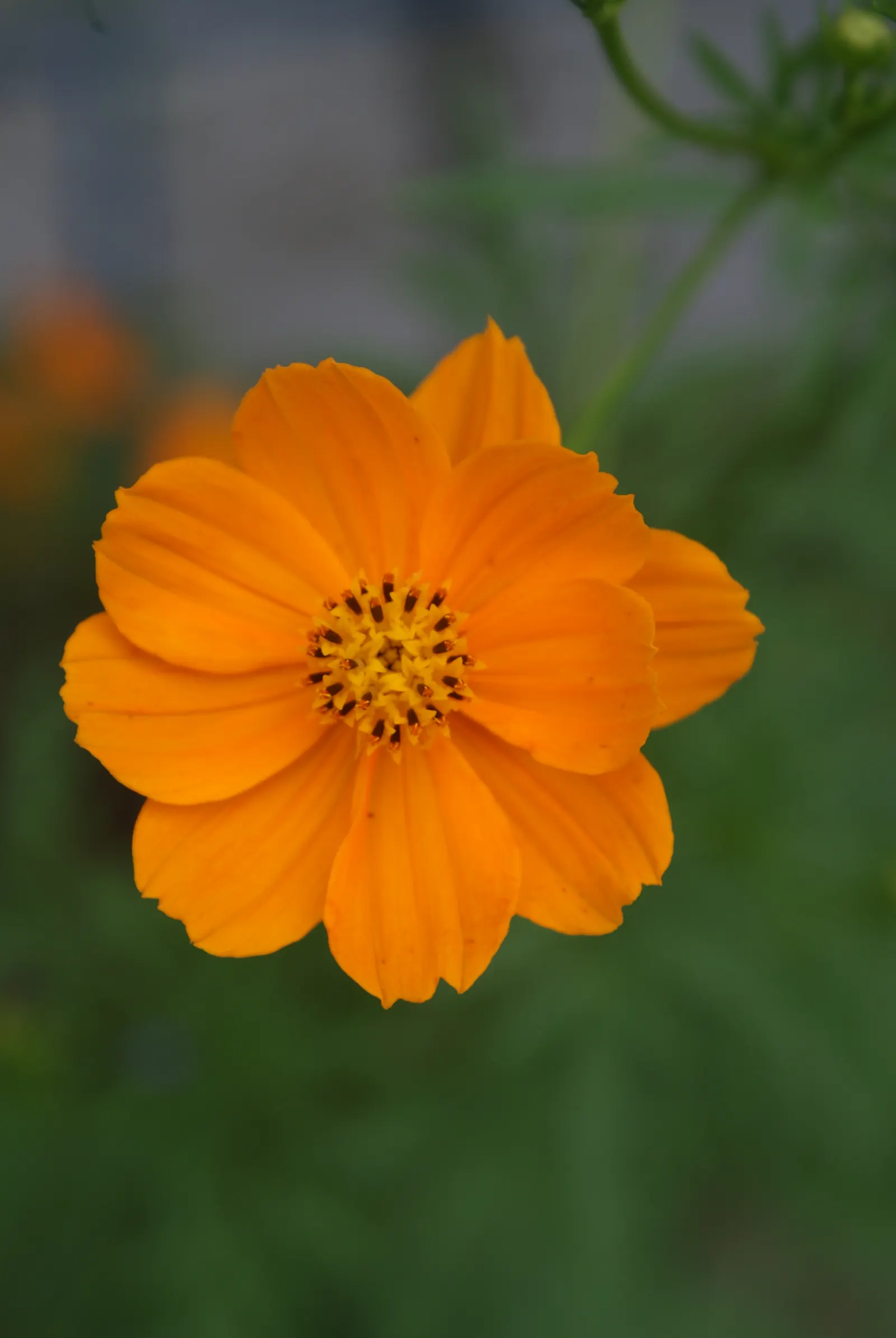 Sulfur Cosmos (Cosmos Sulphureus) — When introducing Sulfur Cosmos into your landscape design; annual with orange and red and yellow blooms, image 146