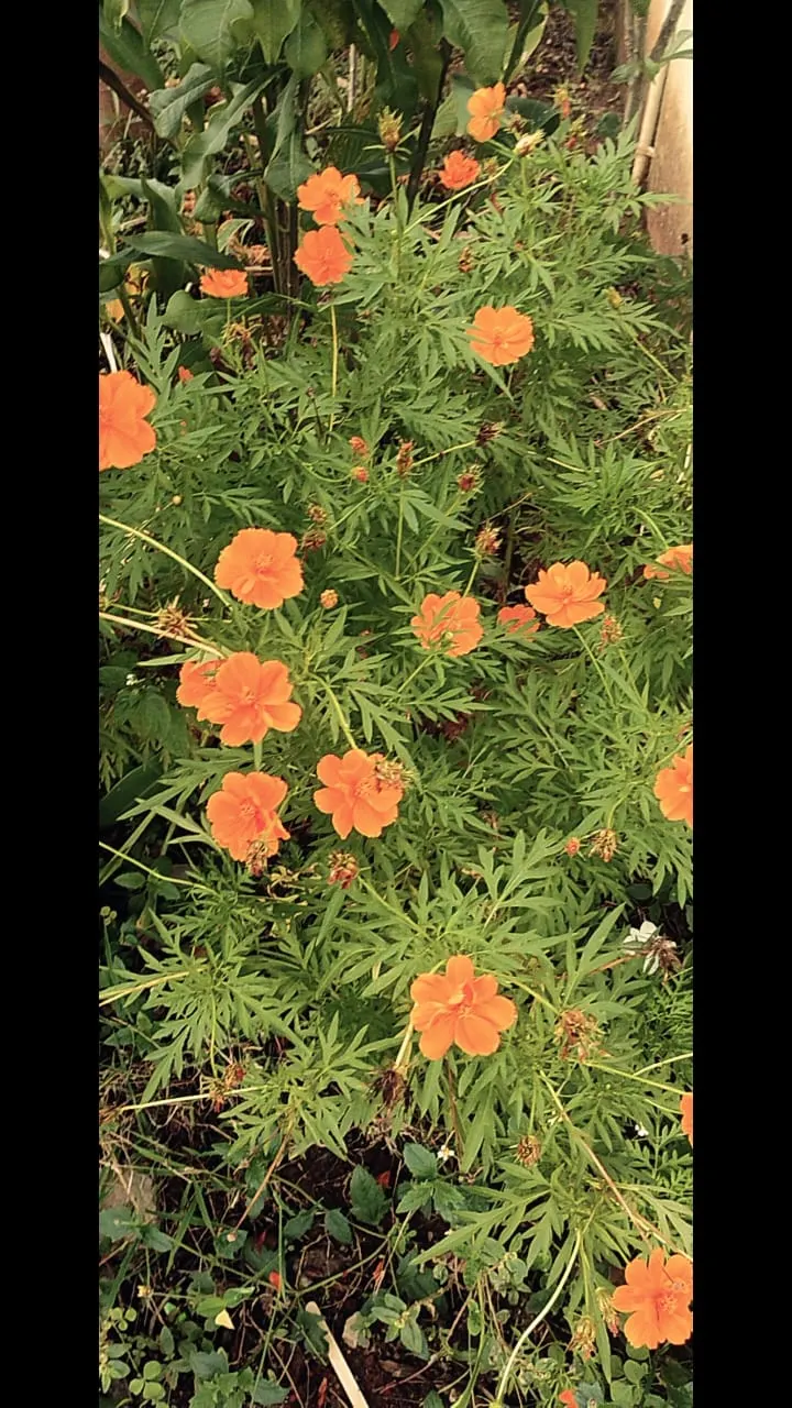 Sulfur Cosmos (Cosmos Sulphureus) — These characteristics make it an excellent choice for adding contrast and interest to borders