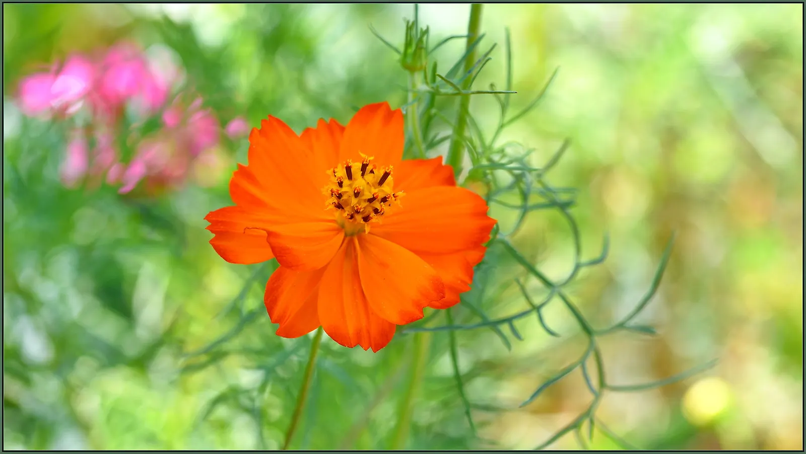 Sulfur Cosmos (Cosmos Sulphureus) — These characteristics make it an excellent choice for adding contrast and interest to borders; this hardy plant, image 76