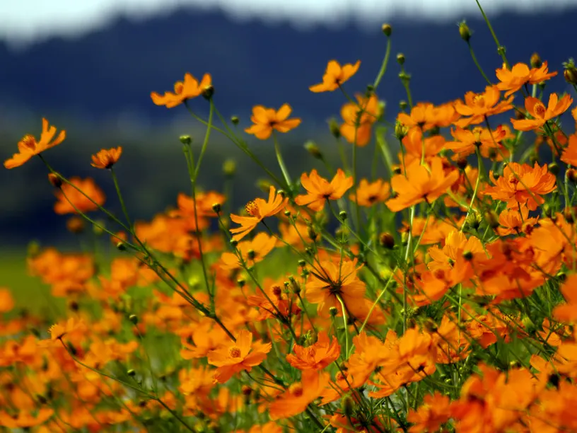 Sulfur Cosmos (Cosmos Sulphureus) — When introducing Sulfur Cosmos into your landscape design; annual with orange and red and yellow blooms, image 86