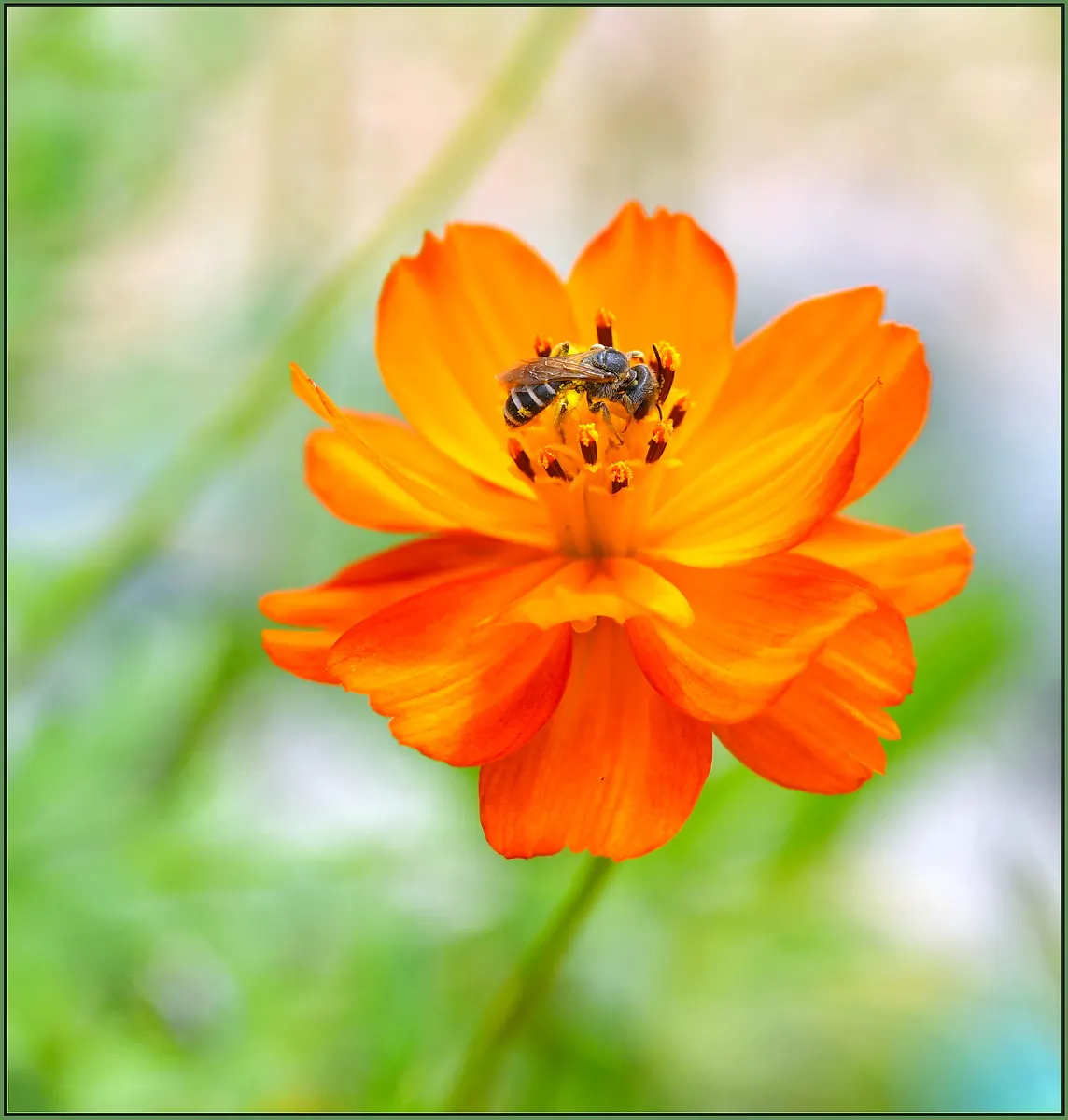 Sulfur Cosmos (Cosmos Sulphureus) — making it a low-maintenance option for the garden; and as a backdrop for shorter plants.<br><br>Adaptable to a, image 80