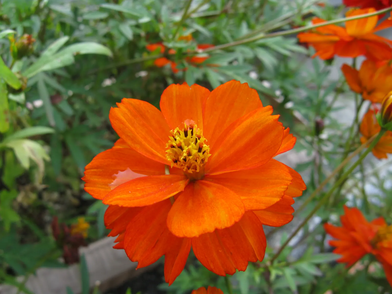Sulfur Cosmos (Cosmos Sulphureus) — The blooming season extends from mid-summer until the first frost; cosmos sulphureus, or Sulfur Cosmos, is a, image 82