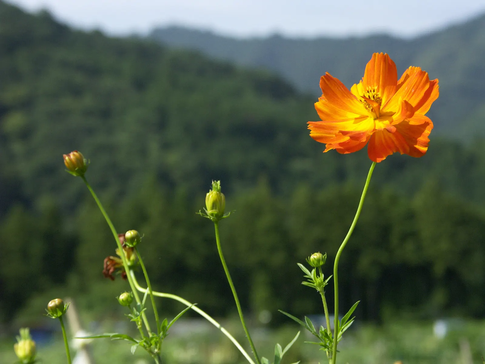 Sulfur Cosmos (Cosmos Sulphureus) — The blooming season extends from mid-summer until the first frost