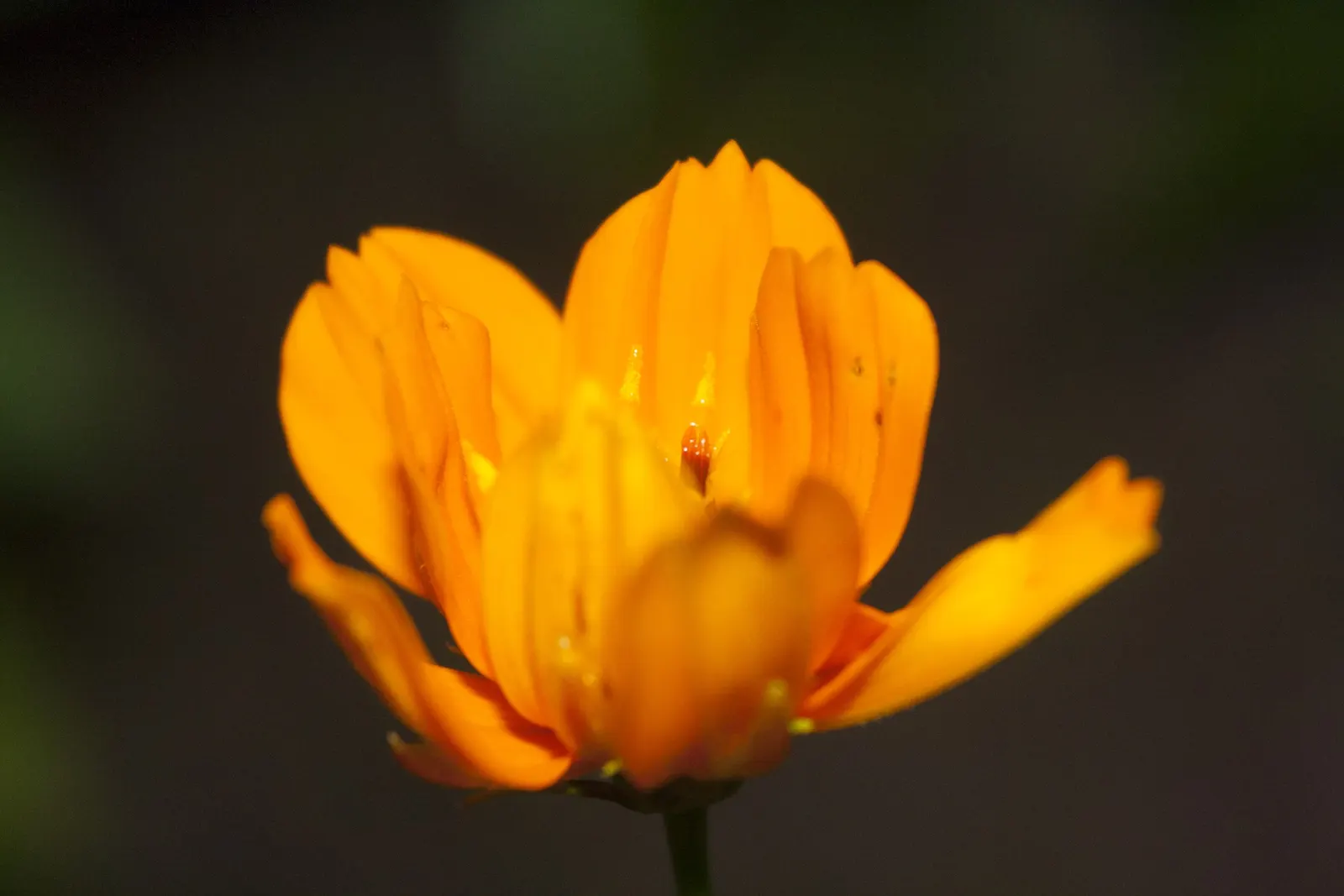 Sulfur Cosmos (Cosmos Sulphureus) — It boasts bushy clumps up to 3 feet tall, with fine-textured foliage; daisy-like flowers that range in hues from bright