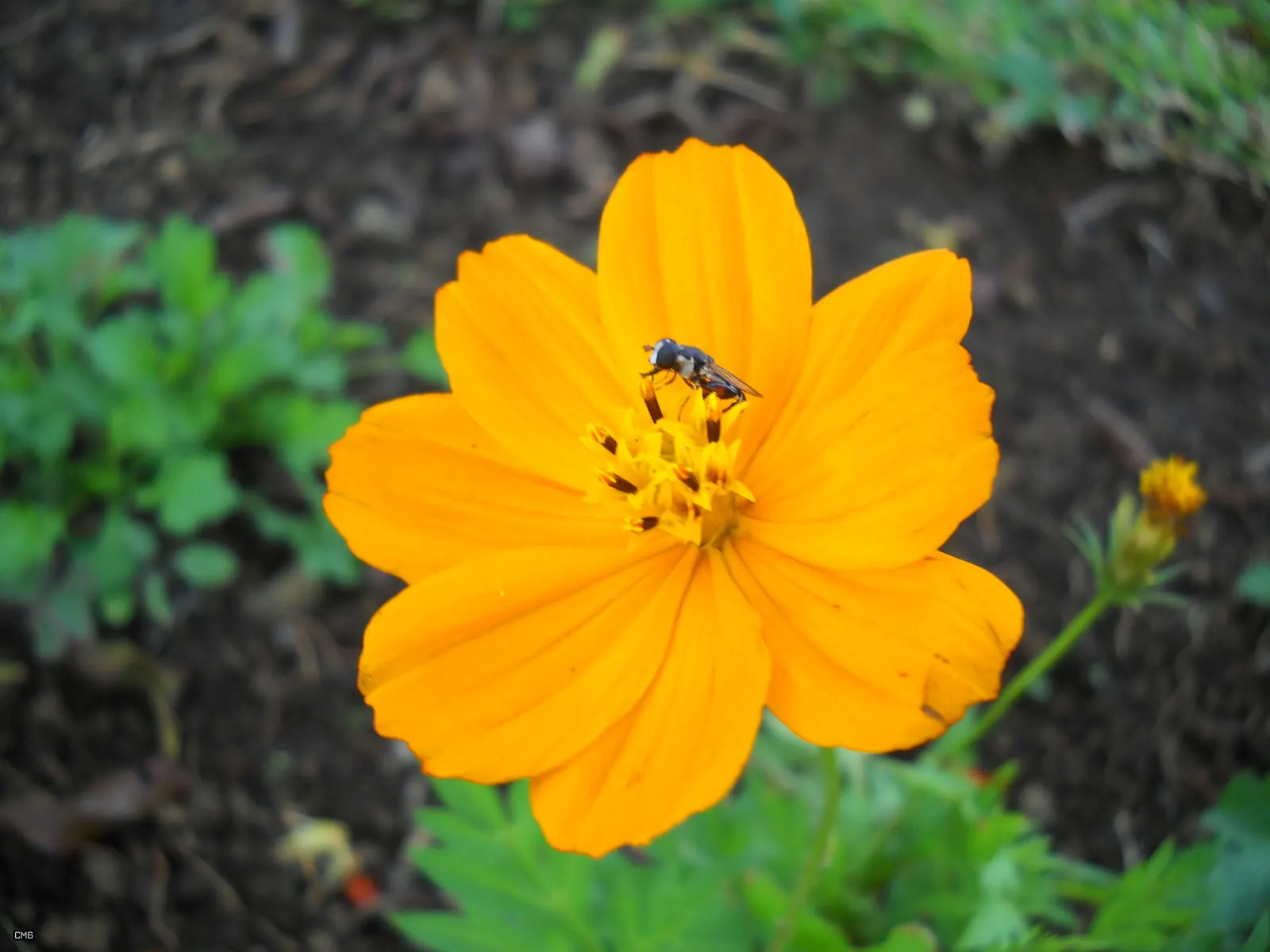 Sulfur Cosmos (Cosmos Sulphureus) — It thrives in full sun, requiring at least 6 to 8 hours of direct sunlight per day to ensure prolific blooming, image 81