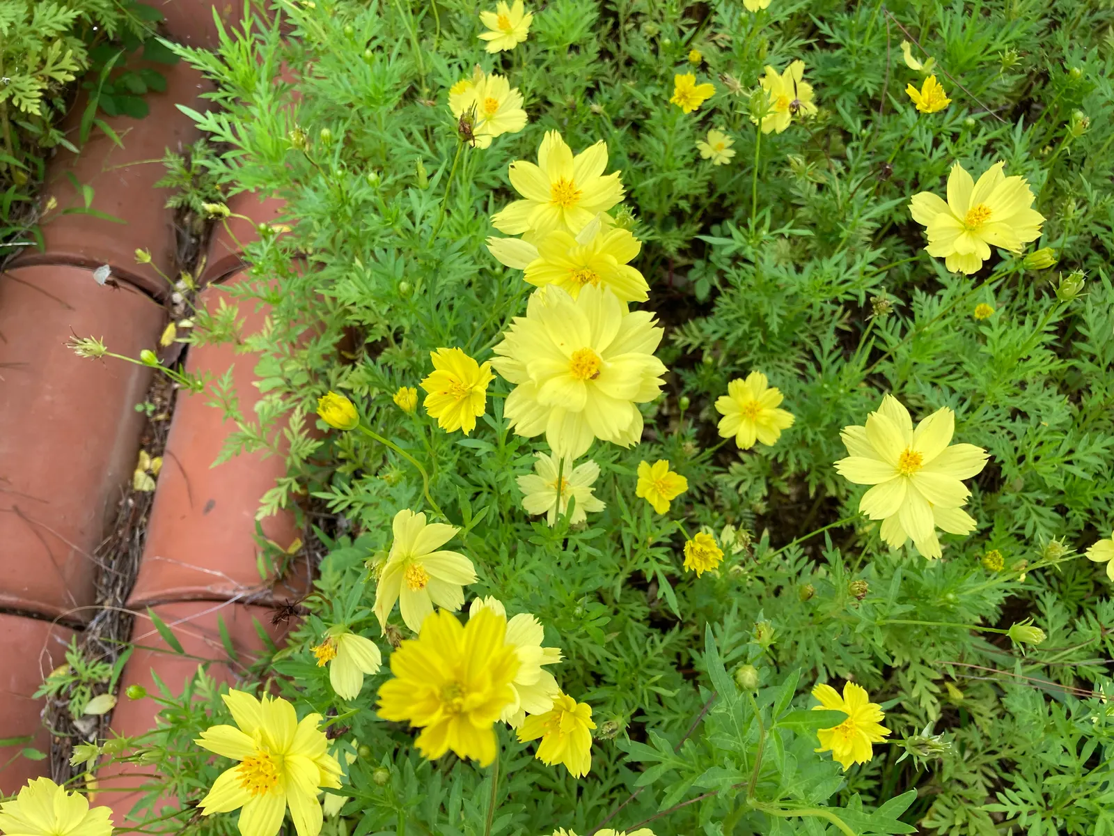 Sulfur Cosmos (Cosmos Sulphureus) — and as a backdrop for shorter plants.<br><br>Adaptable to a variety of soil types