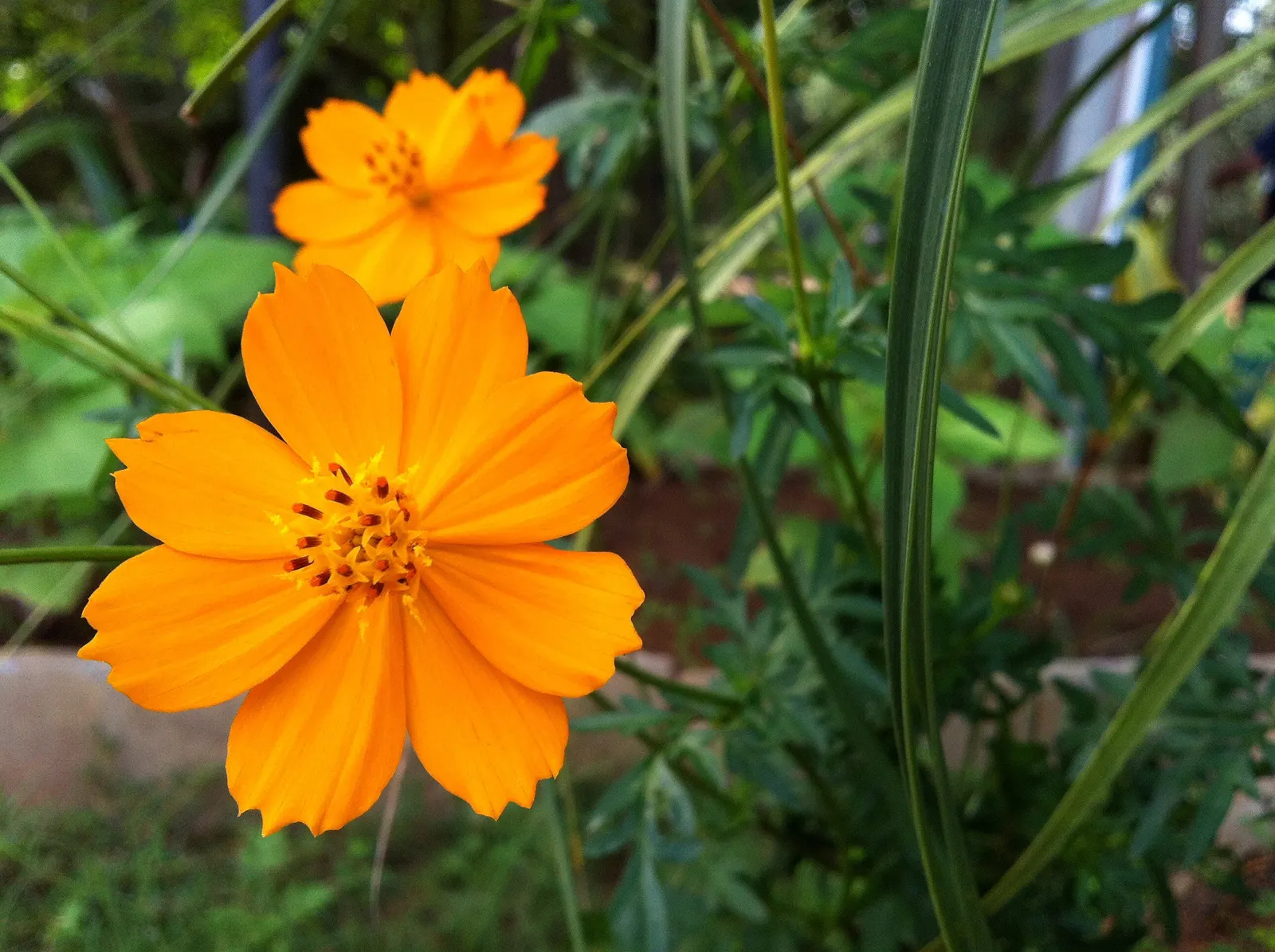 Sulfur Cosmos (Cosmos Sulphureus) — orange and red and yellow flowers in the garden