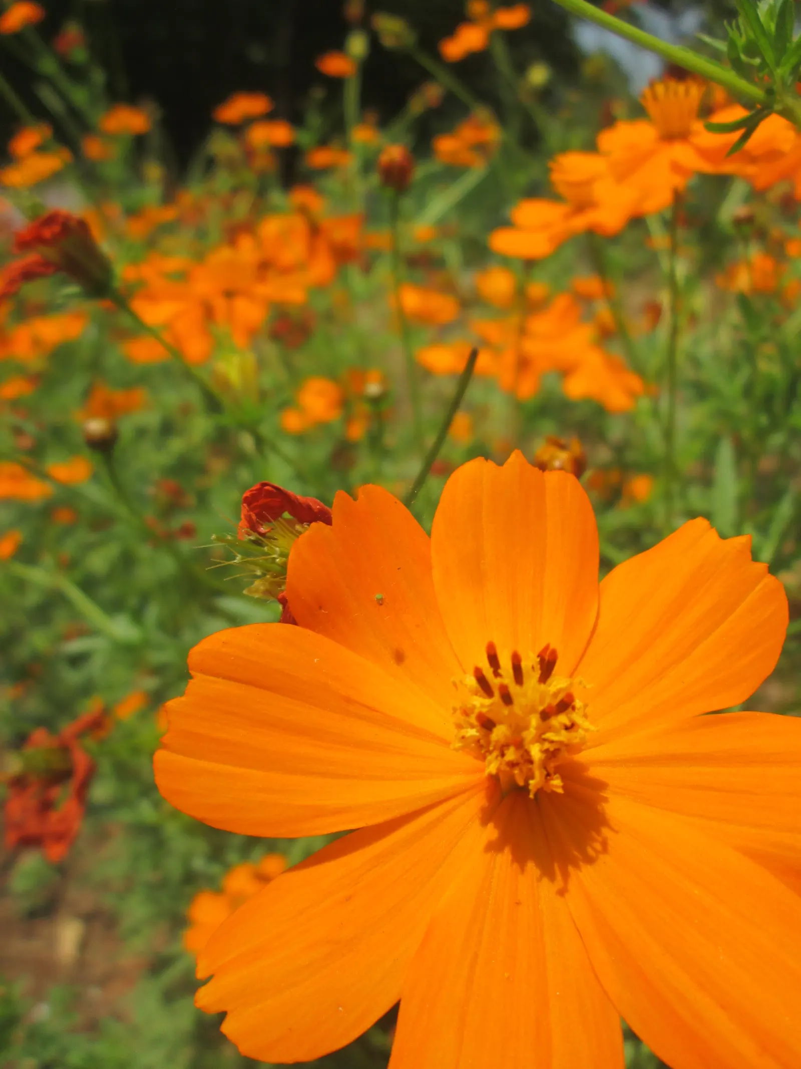 Sulfur Cosmos (Cosmos Sulphureus) — and even deep rusty red.<br><br>Mature Sulfur Cosmos typically reach between 1 to 3 feet in height; it thrives in full sun