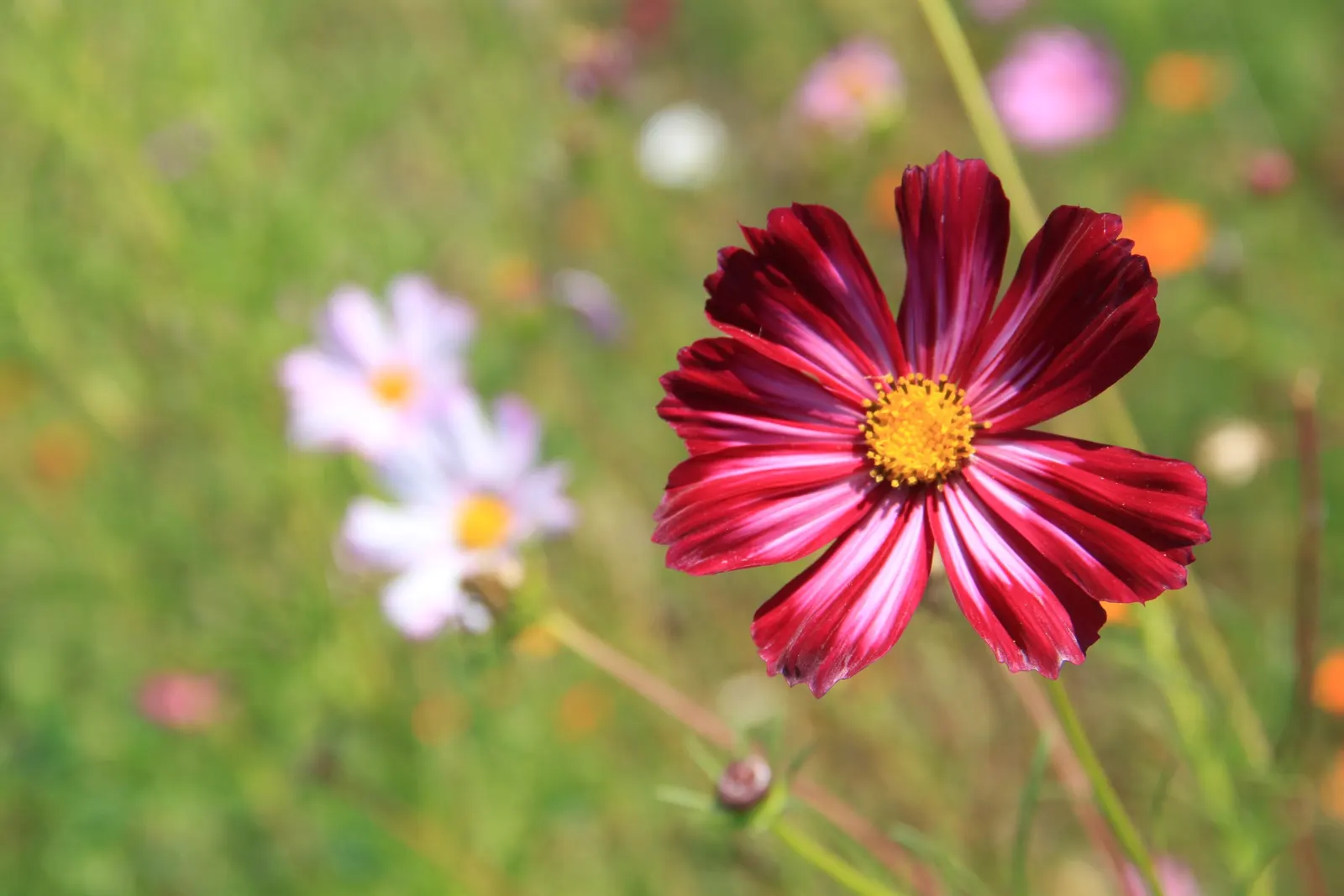 Sulfur Cosmos (Cosmos Sulphureus) — Summer to fall, it dazzles with yellow to orange daisy-like flowers, each spanning 2-3 inches across; though it, image 93