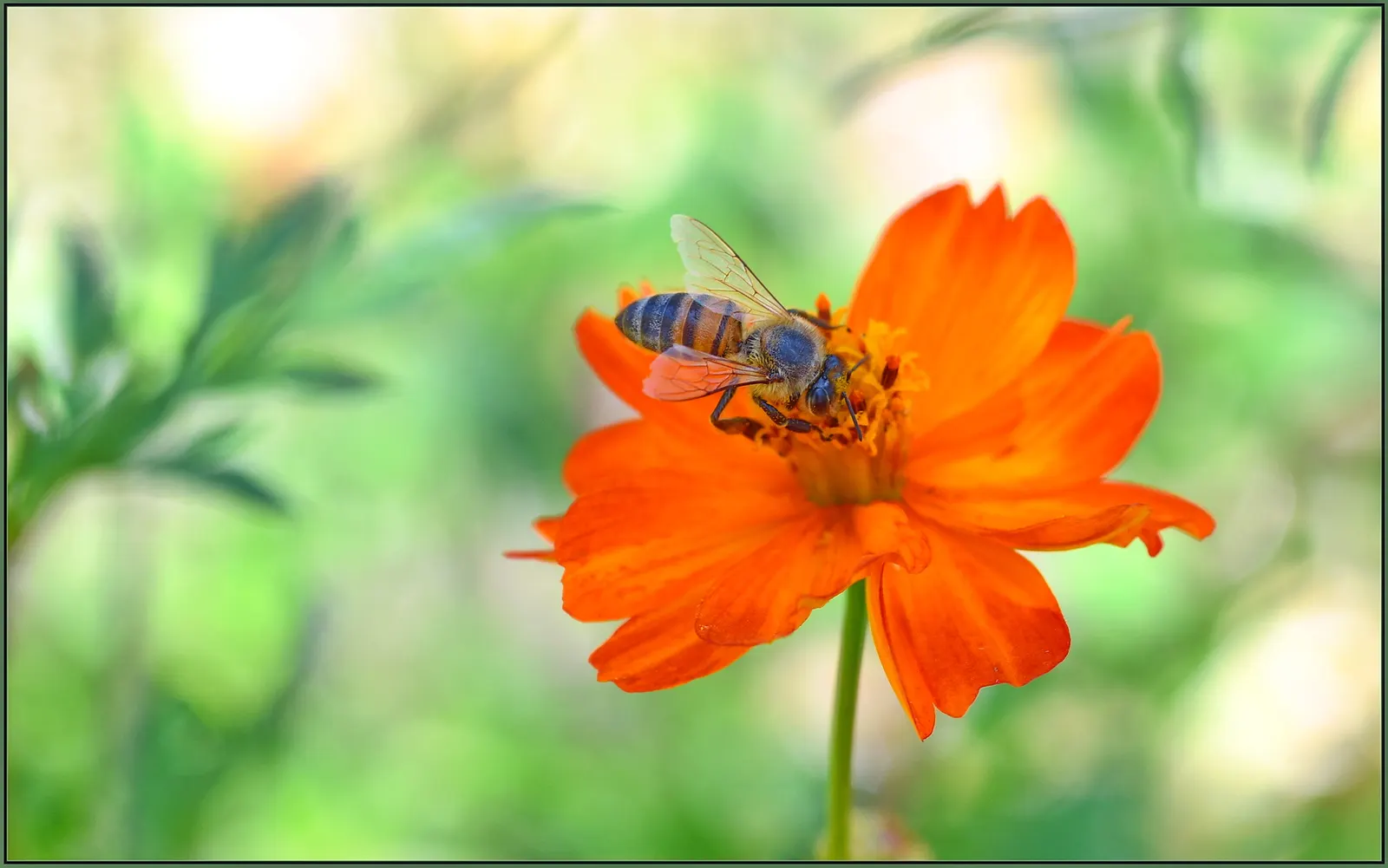 Sulfur Cosmos (Cosmos Sulphureus) — the Sulfur Cosmos not only enhances the beauty of your landscape but also supports local biodiversity; the, image 84