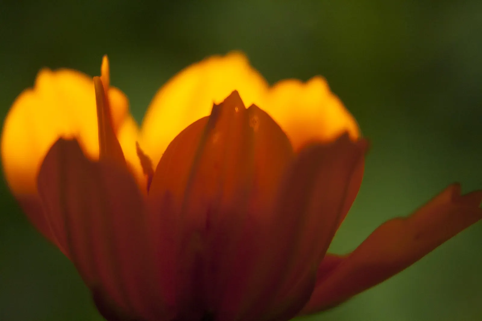 Sulfur Cosmos (Cosmos Sulphureus) — and as a backdrop for shorter plants.<br><br>Adaptable to a variety of soil types; when introducing Sulfur Cosmos into your