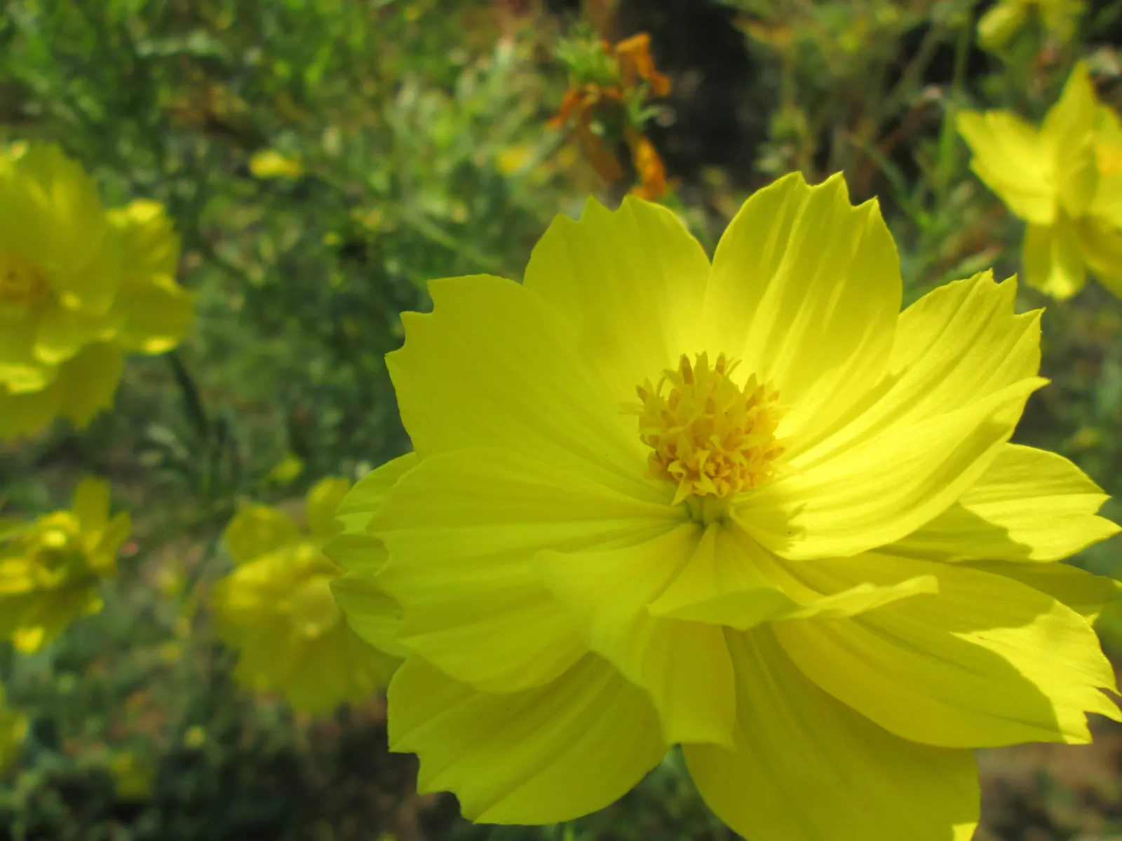 Sulfur Cosmos (Cosmos Sulphureus) — Thriving in full sun and well-draining soil; keep in mind, this plant self-seeds readily, ensuring a continual, image 94